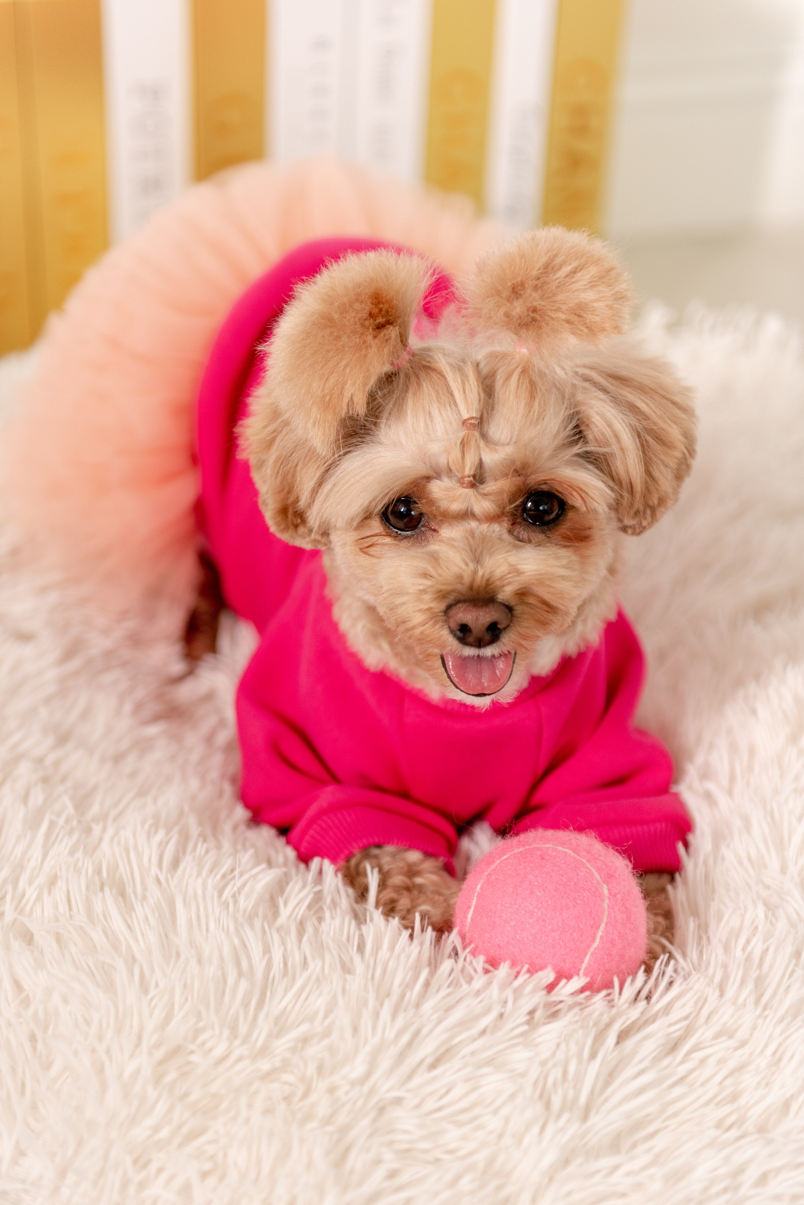 Pets. Фотограф в Москве Daria Lens