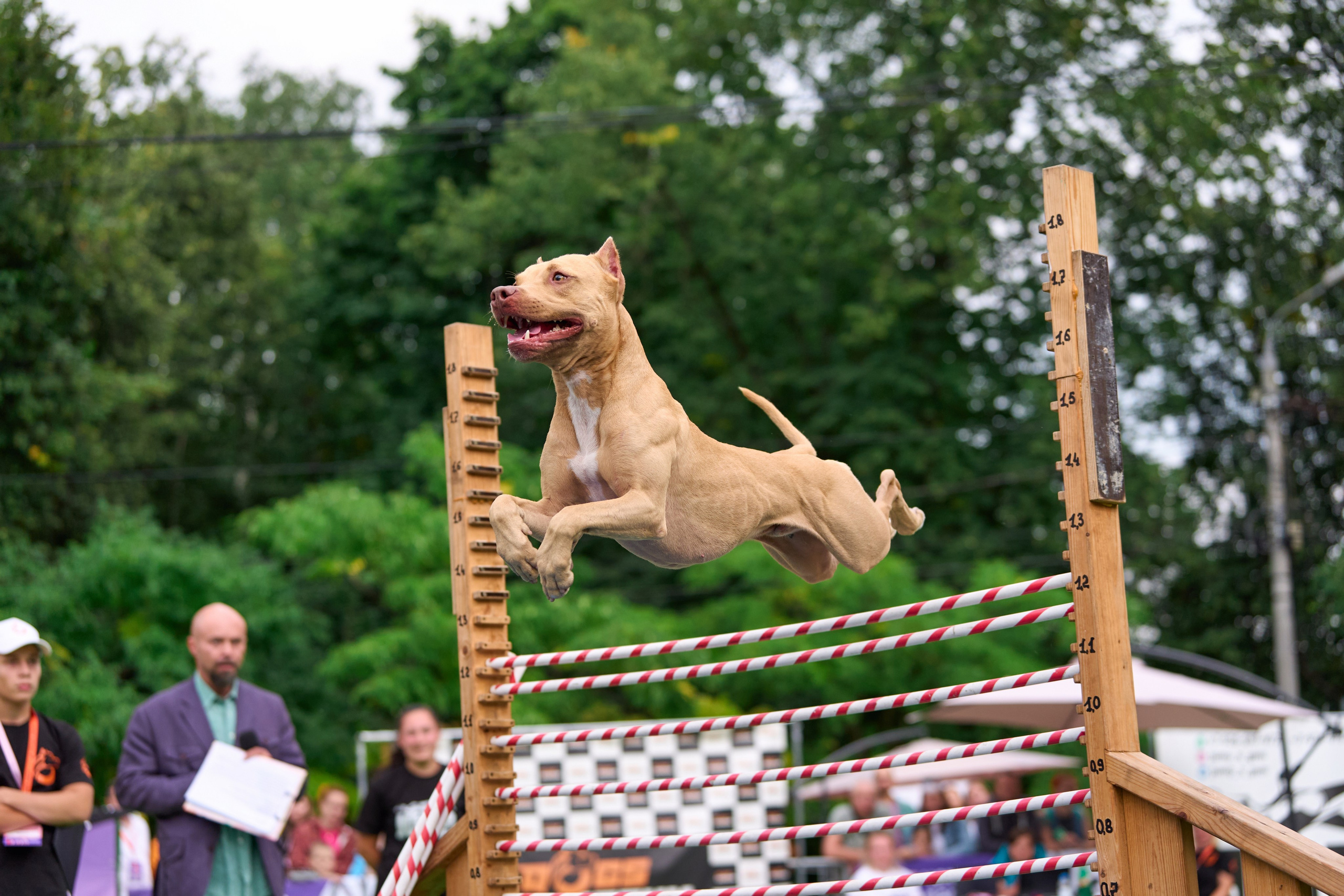 4 лапы Фест. Многоборье. Фотограф-анималист Михаил Манухин