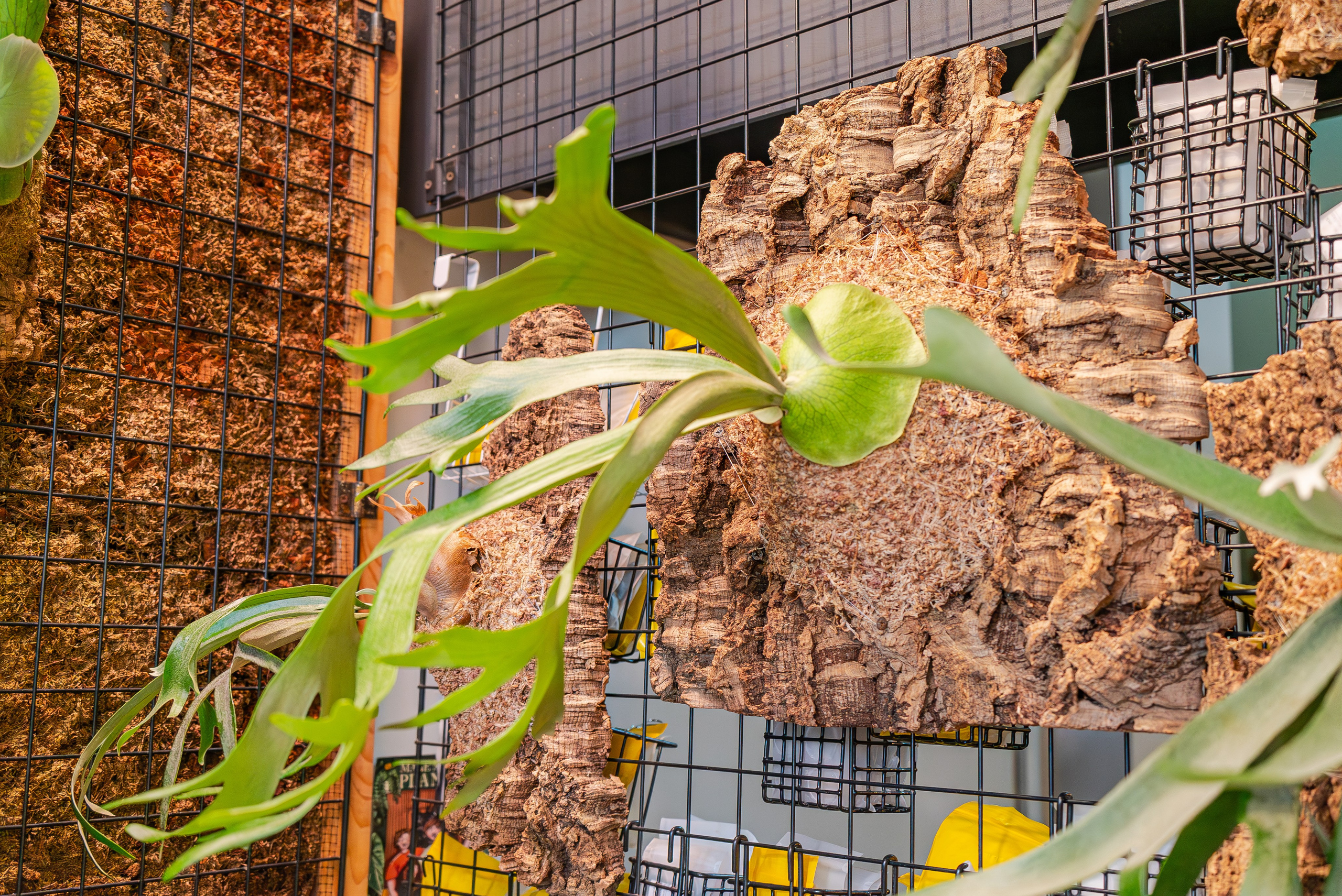 Make more plants. Александра Куликова фотограф, Москва
