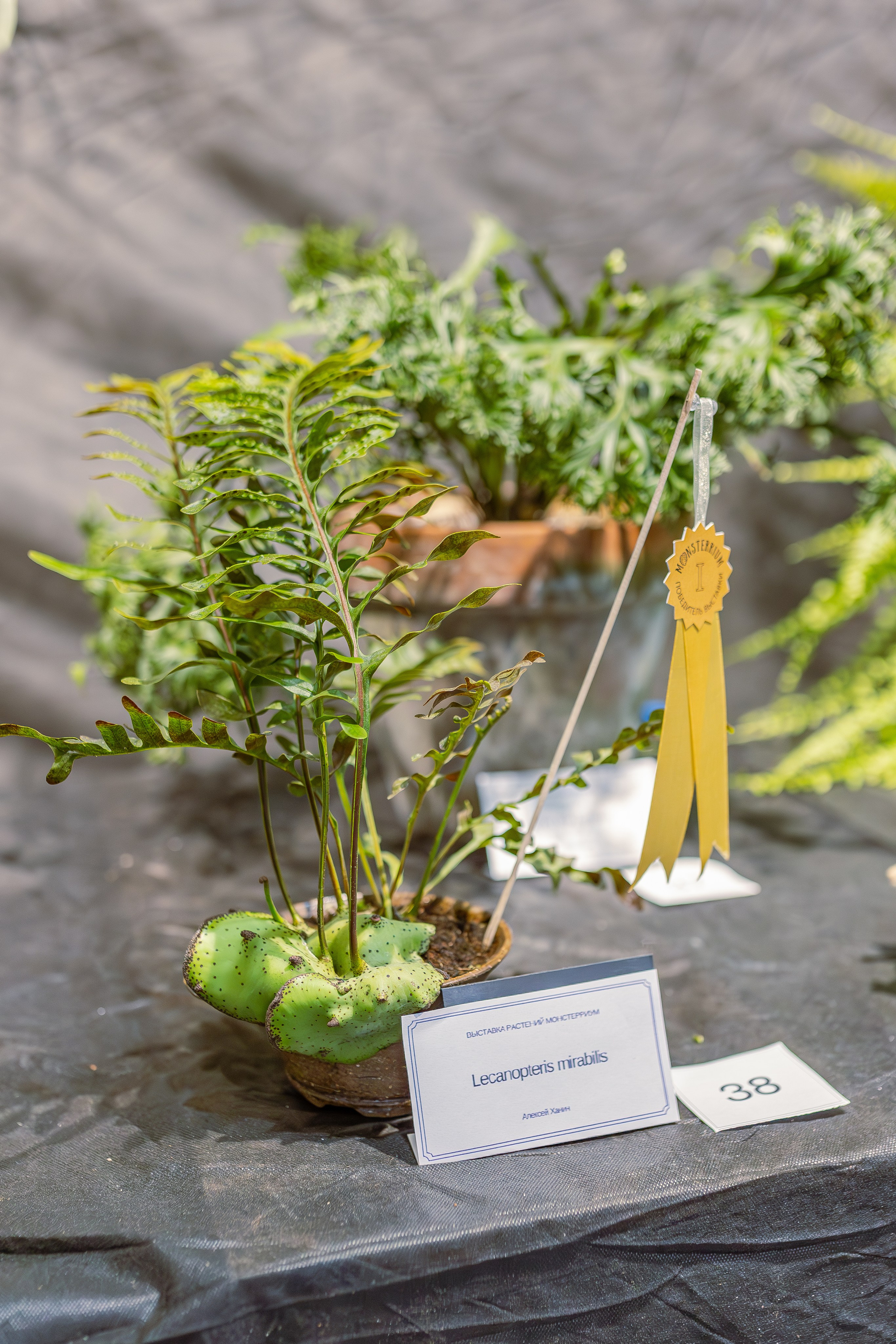 Монстериум апрель 2026. Александра Куликова фотограф, Москва