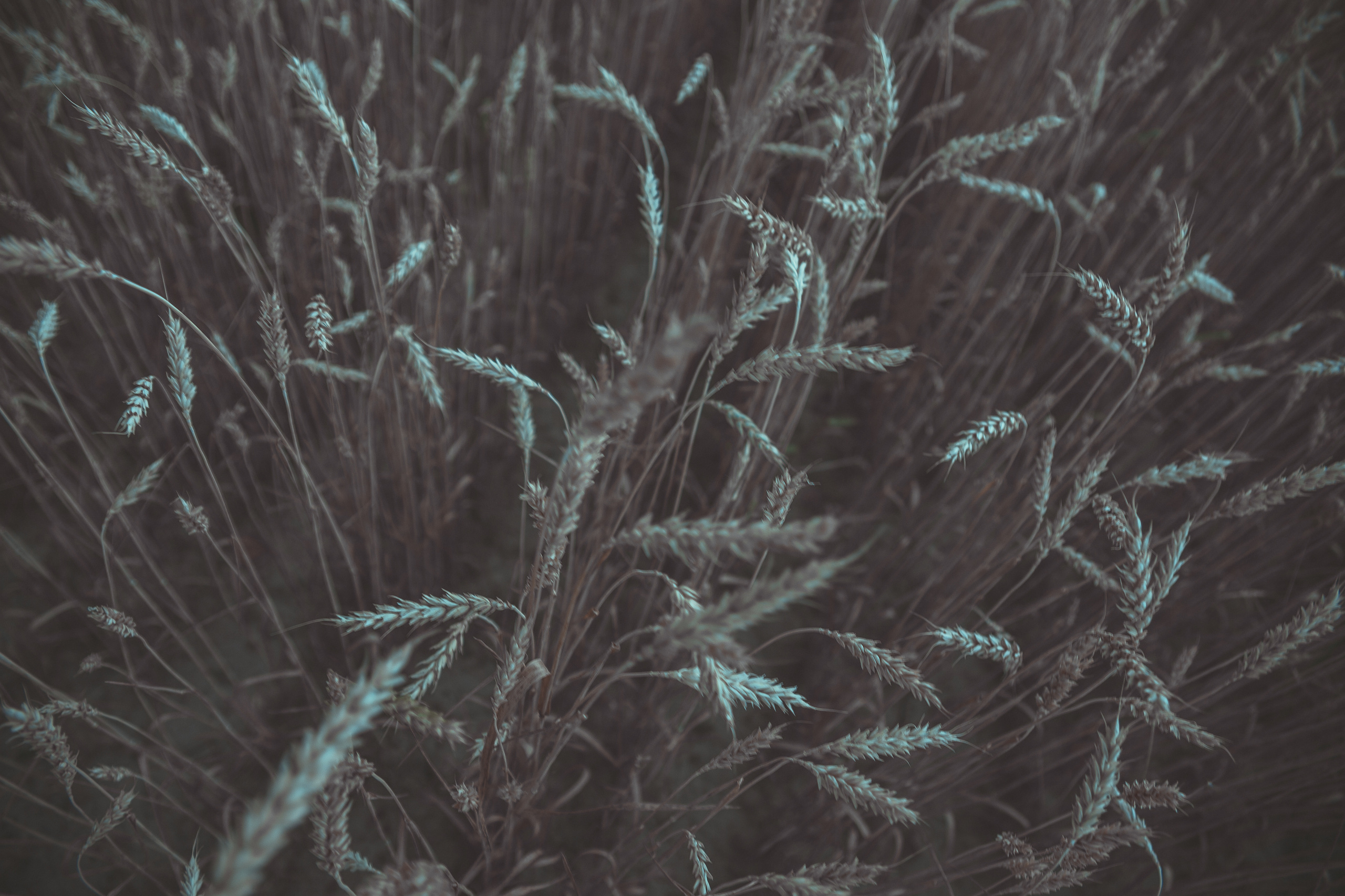 Света и Женя. Фотограф Ольга Махалова — Санкт-Петербург, Москва, Нижний Новгород