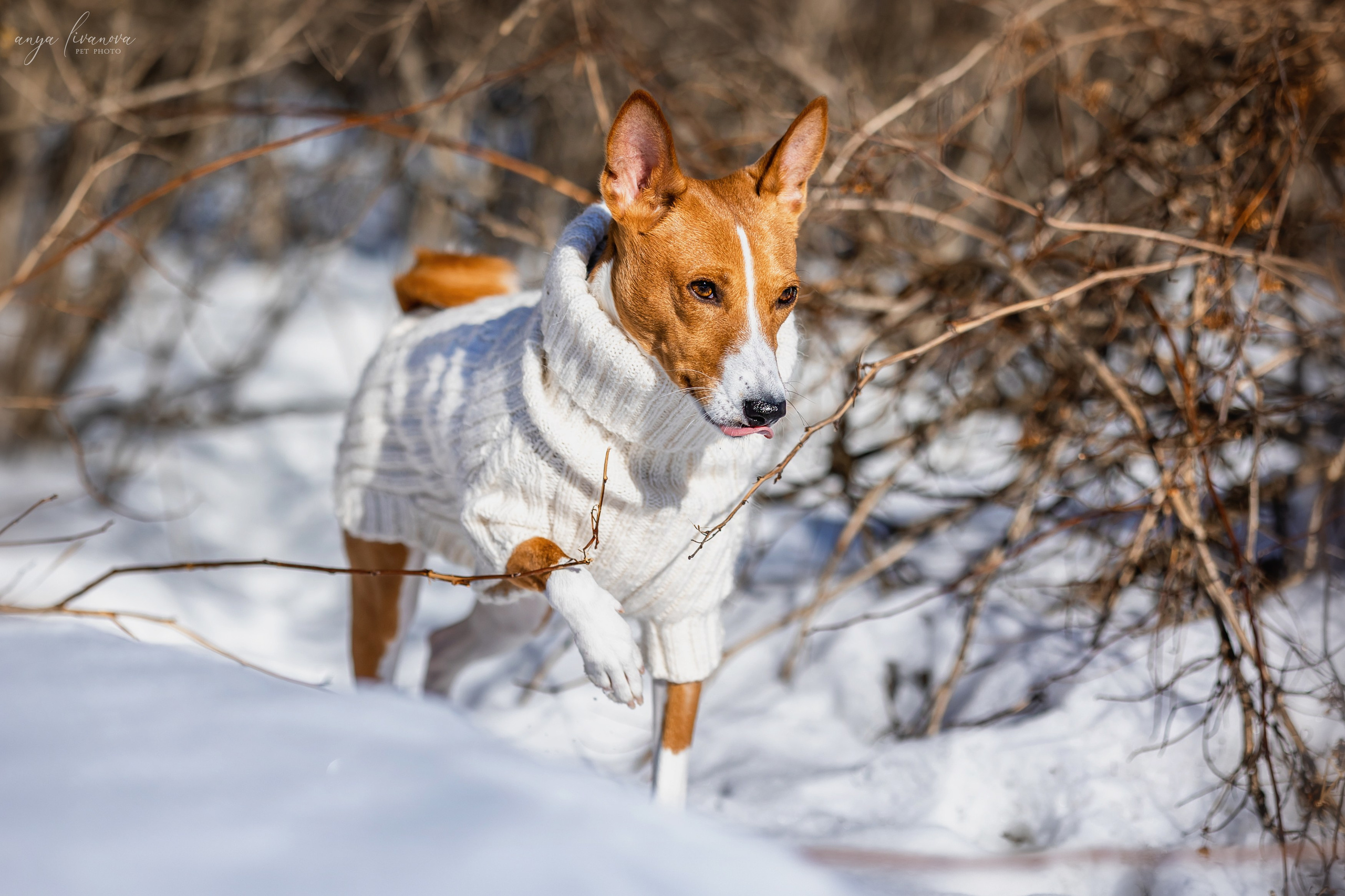 Одри и Ника. Фотограф анималист Аня Ливанова | Рыбинск