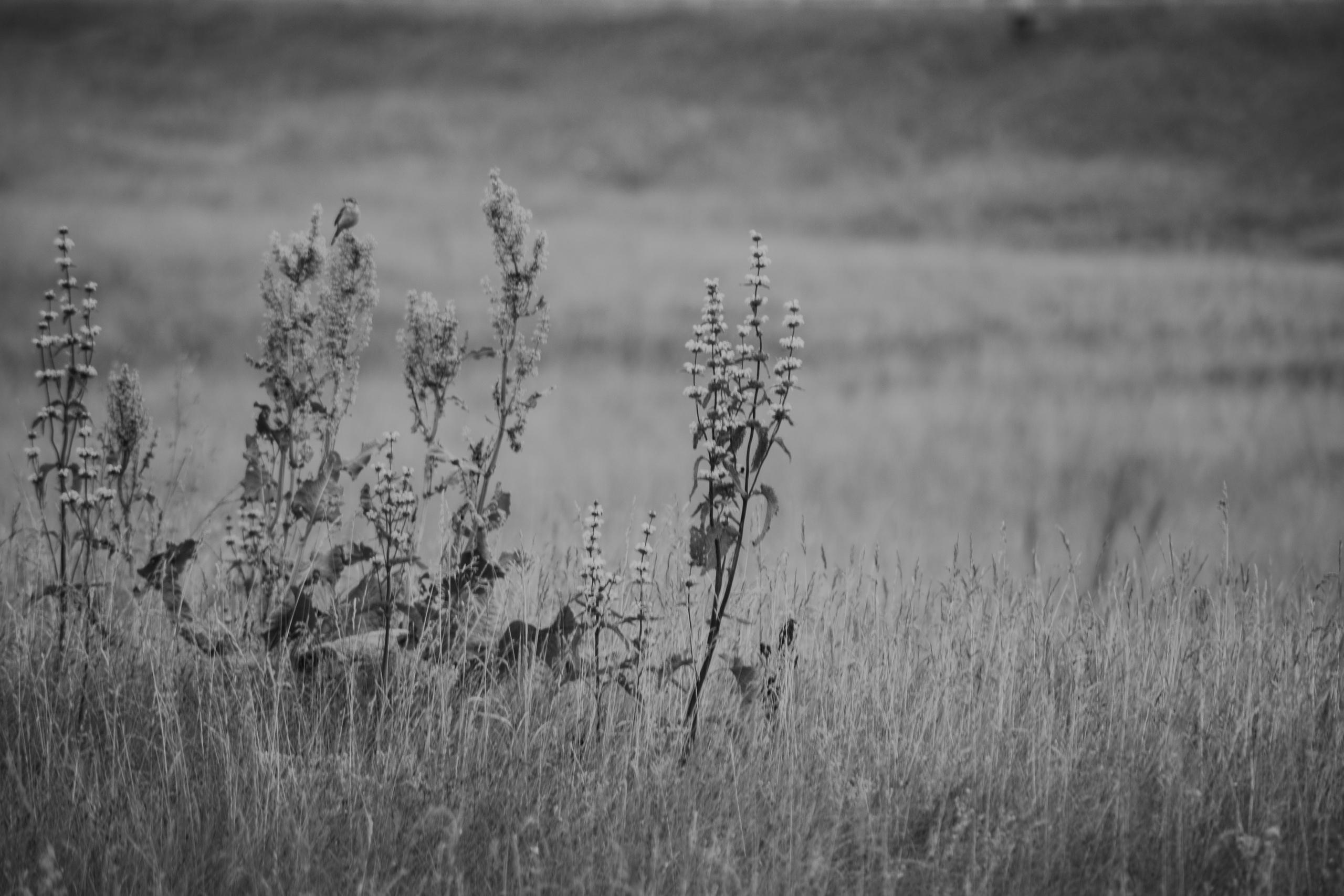 Natural Noir. Whoii art