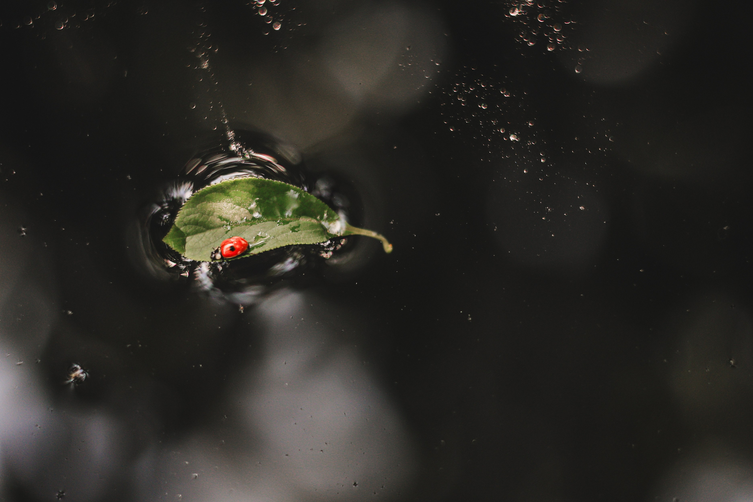 СТРИТ И ПРИРОДА. Репортажный фотограф Наталья Лапцевич