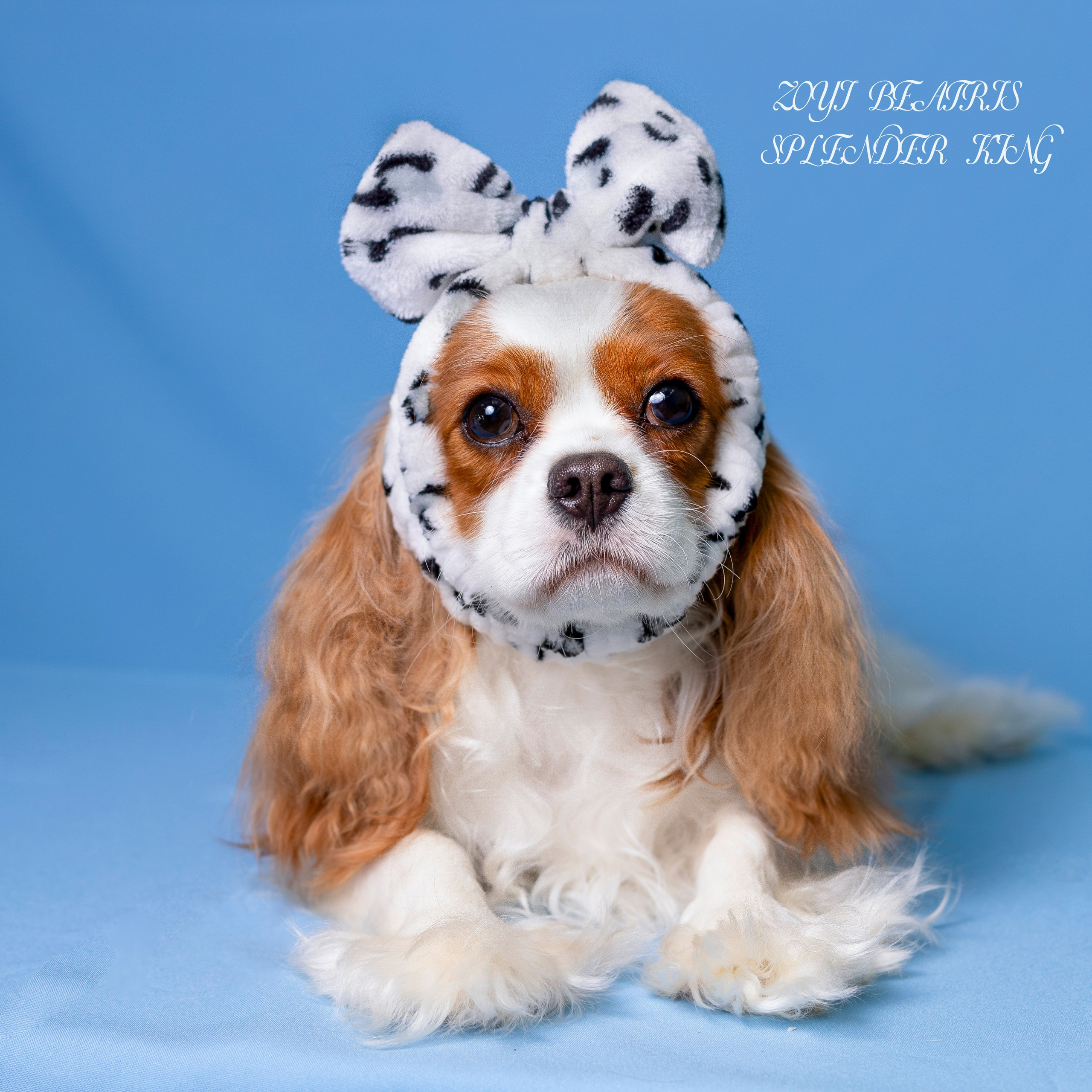 Фотосессия Бетти!. Фотограф 📸 семейный, предметный, репортажный