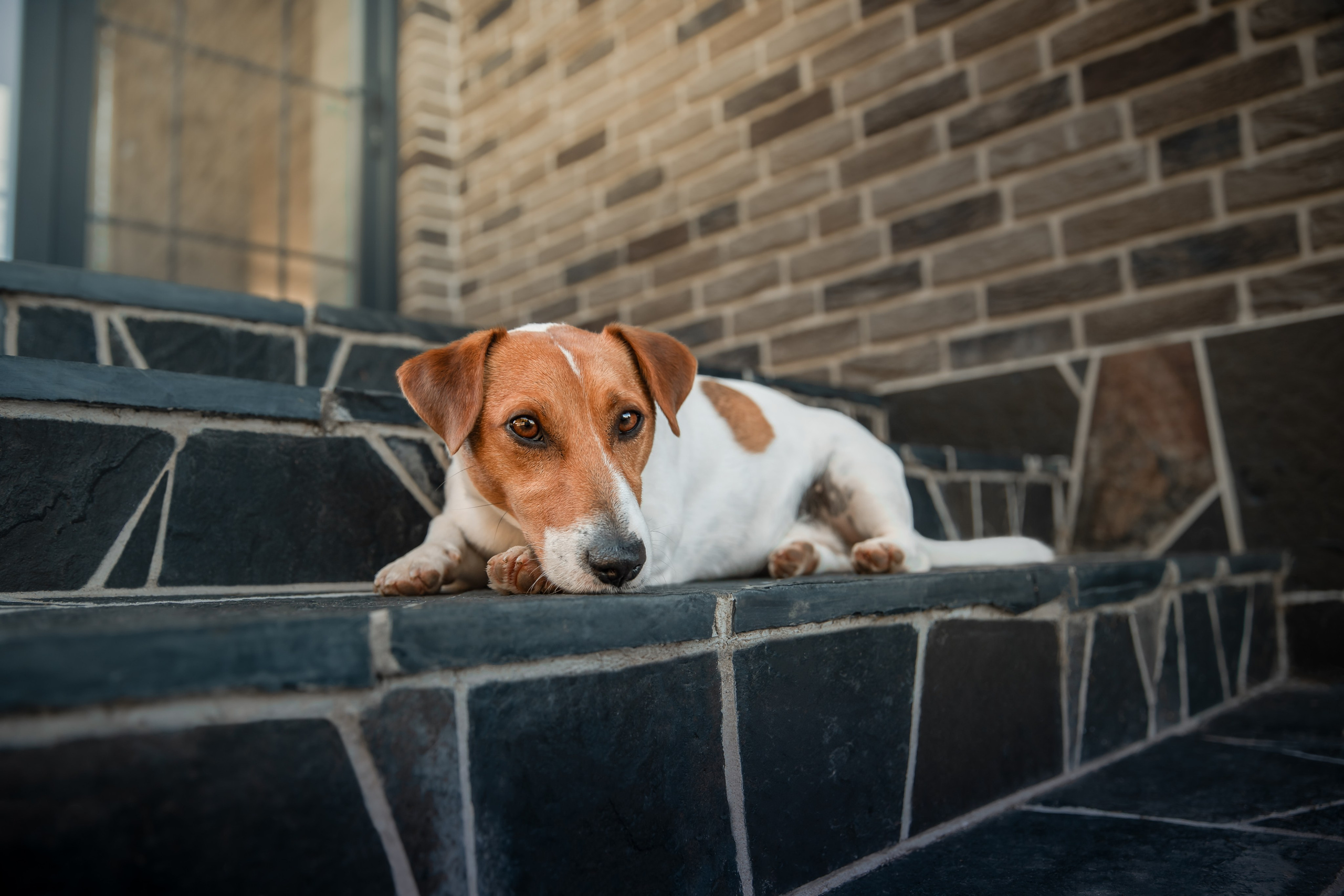 Съемки питомца. Фотограф-анималист в Москве Дорн Мелани
