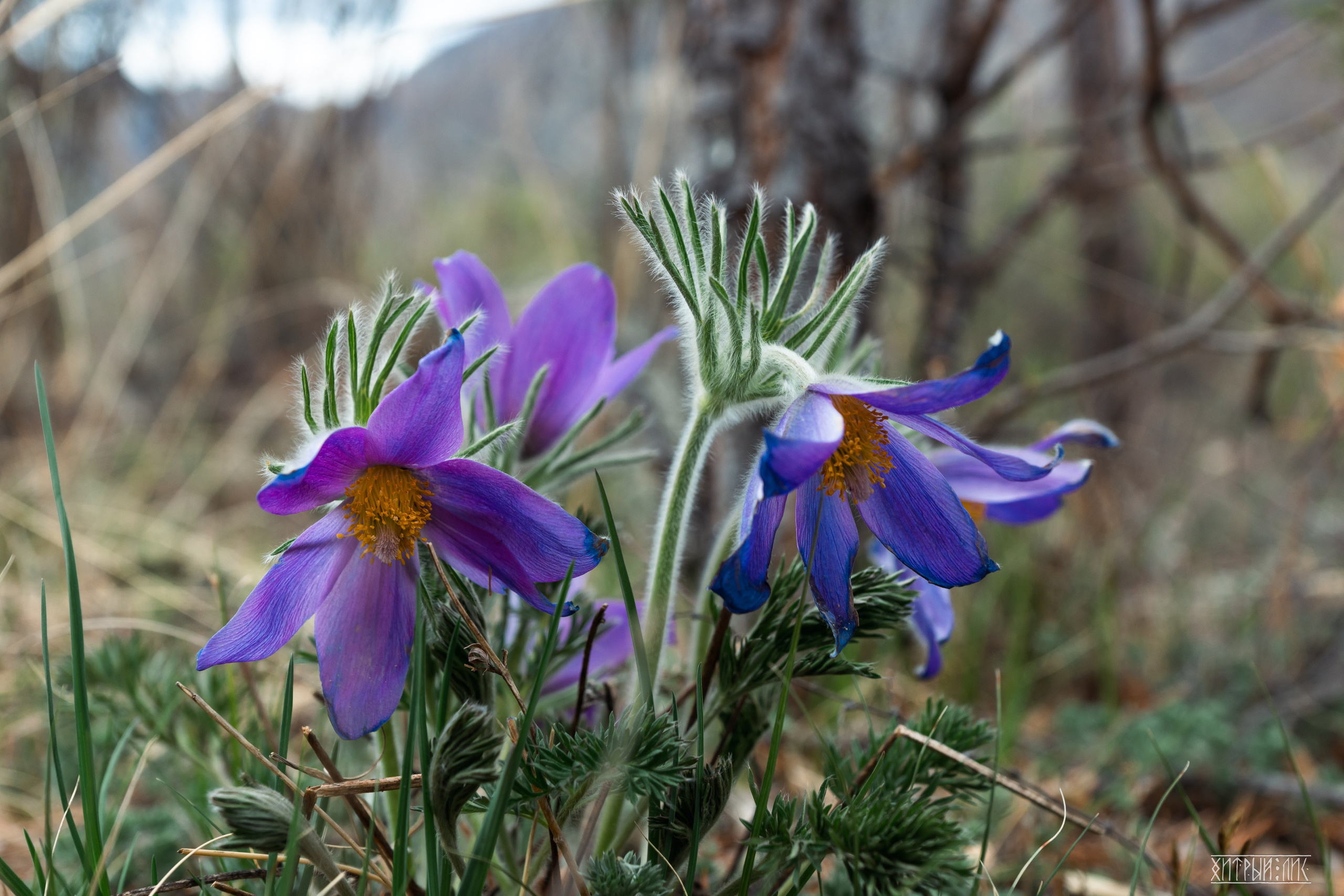 Алтай. Фотограф-путешественник Самойлов Максим «Sly Fox»