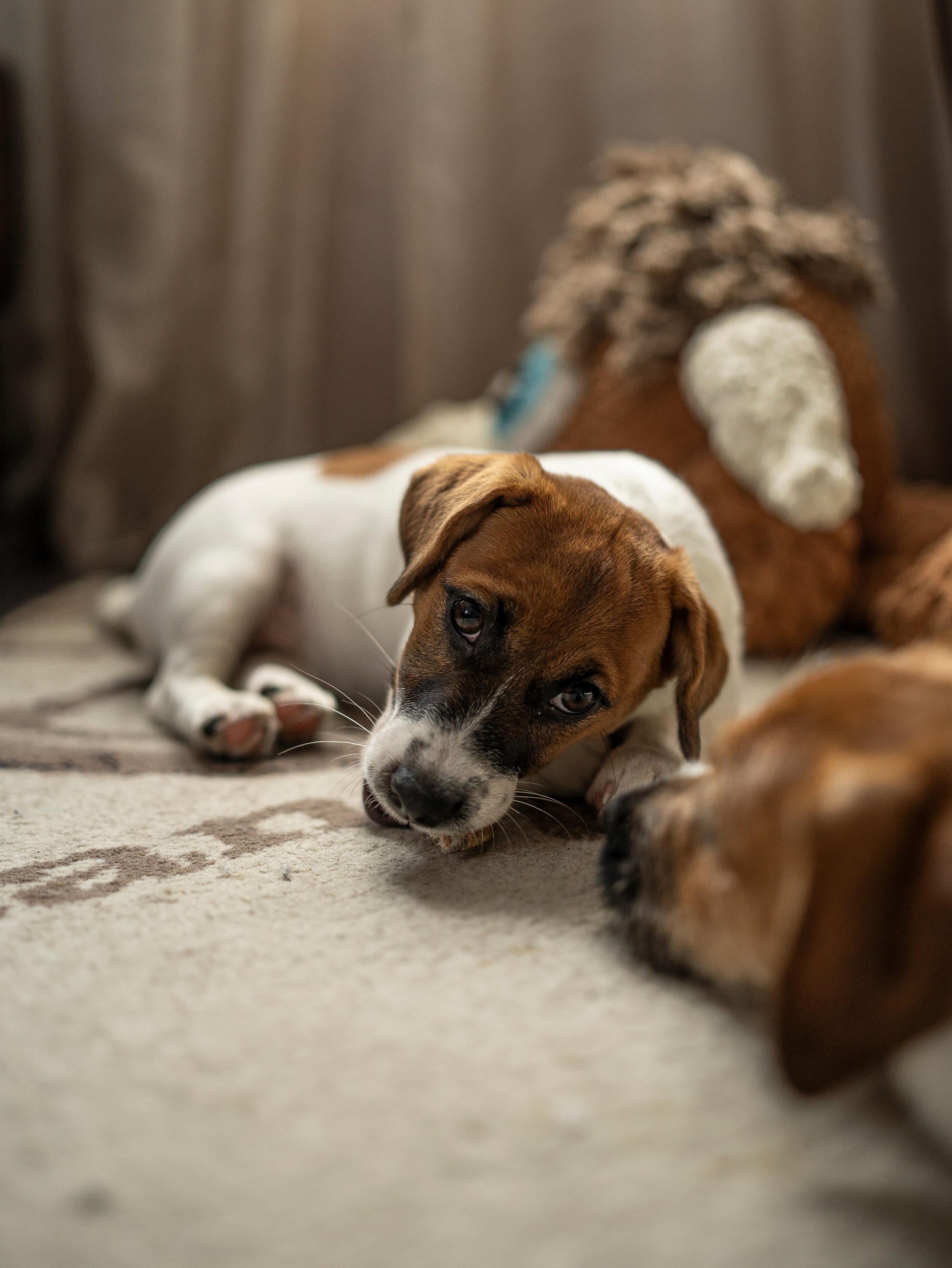 Ляля и Бандит Питомцы. Свадебный и Женский фотограф в г. Кемерово