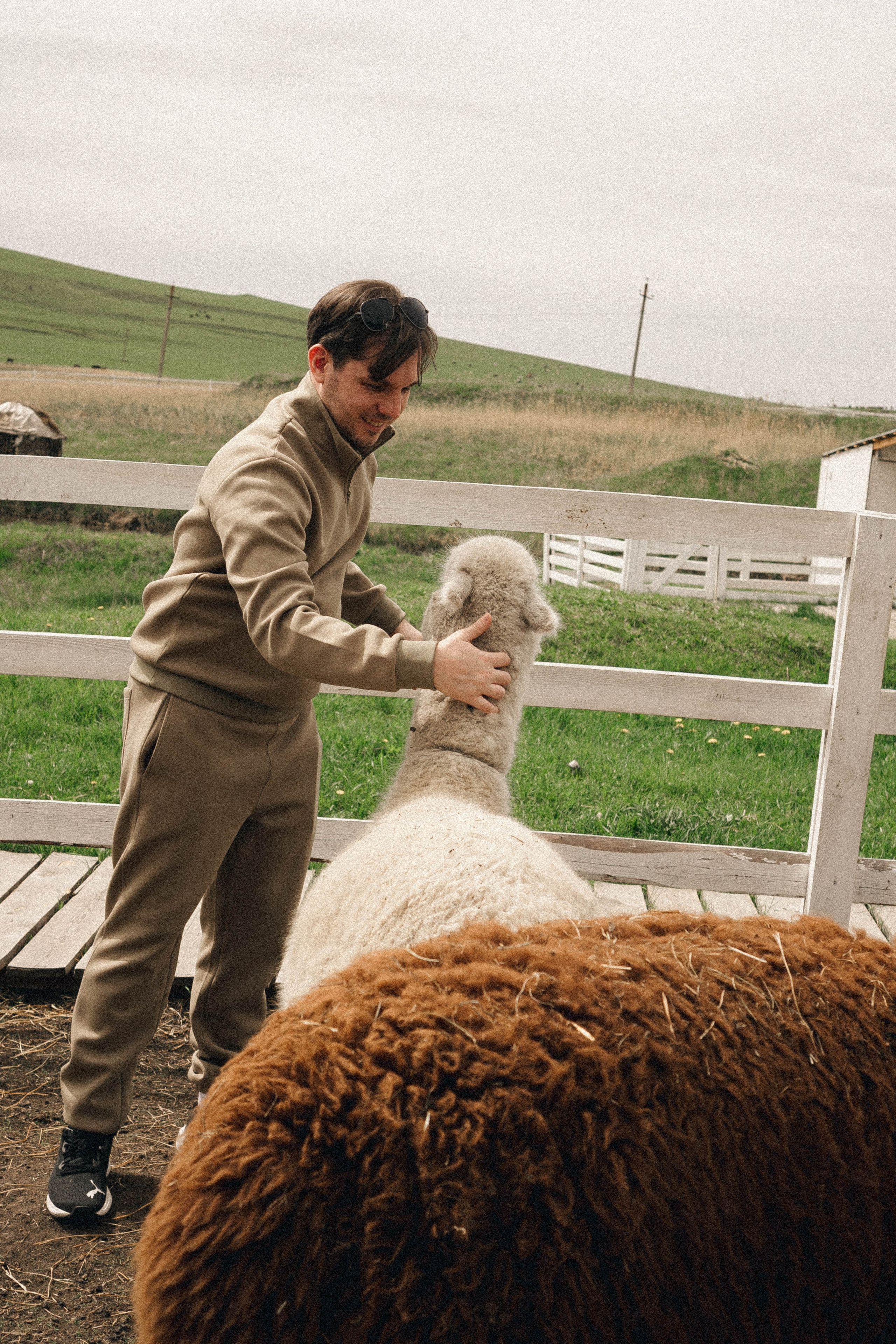 Ферма Альпак. Профессиональный фотограф, Санкт-Петербург — Виктория Богомолова