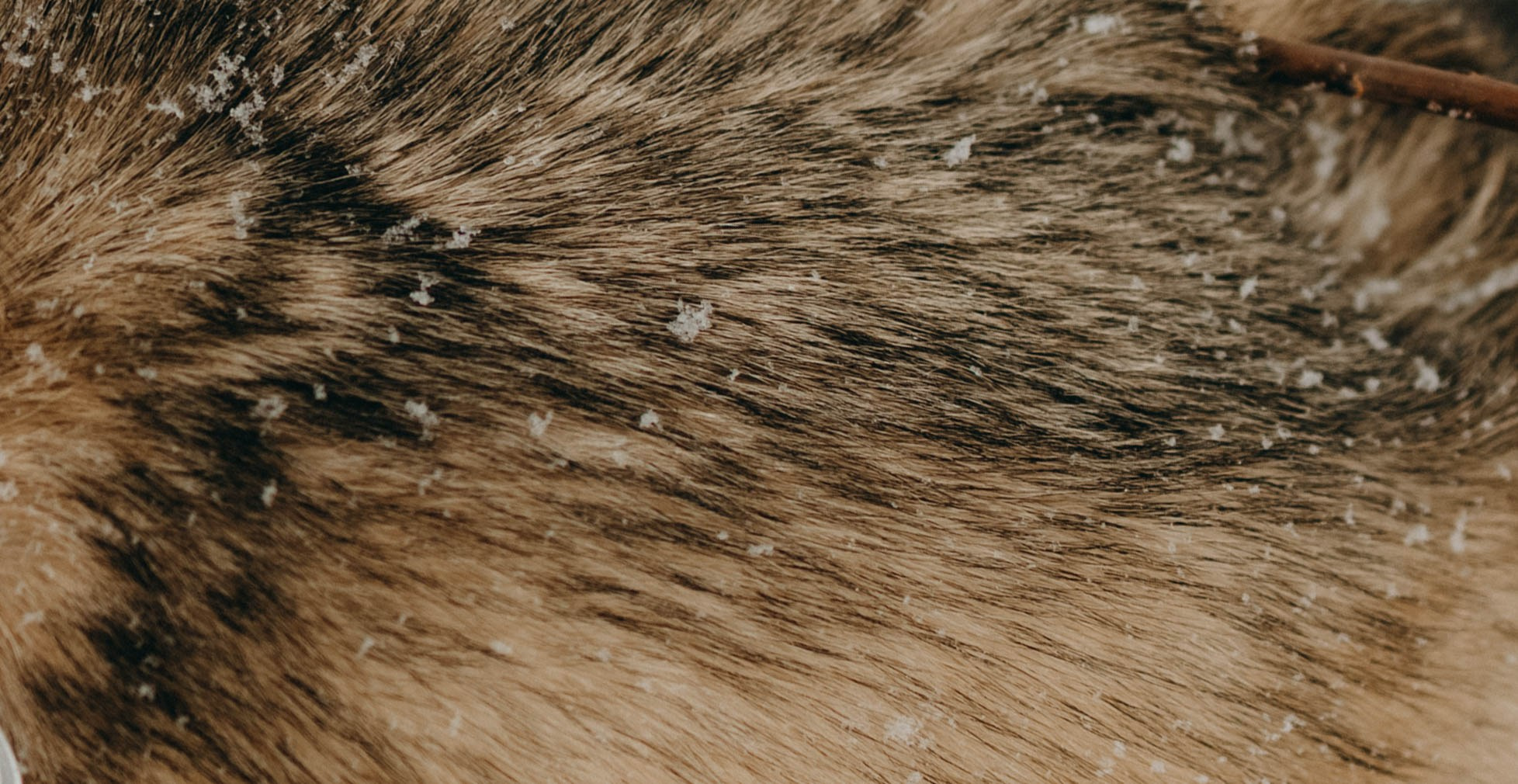 Варвара и Шелби. Фотограф-анималист в Екатеринбурге | Кристина