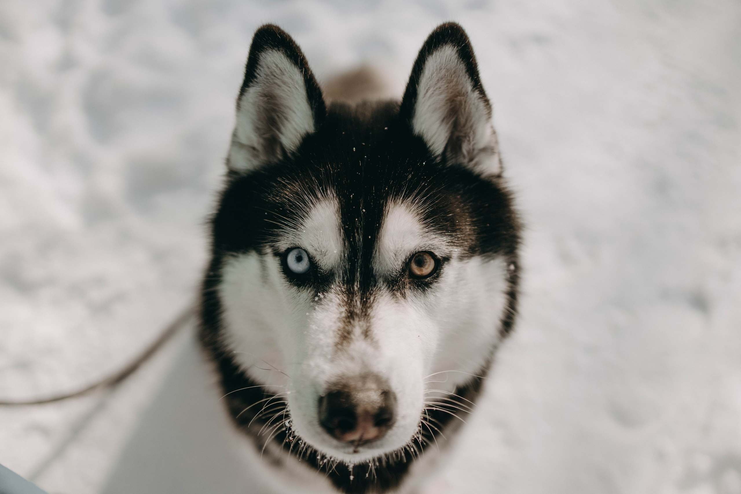 Анна и Вегас. Фотограф-анималист в Екатеринбурге | Кристина