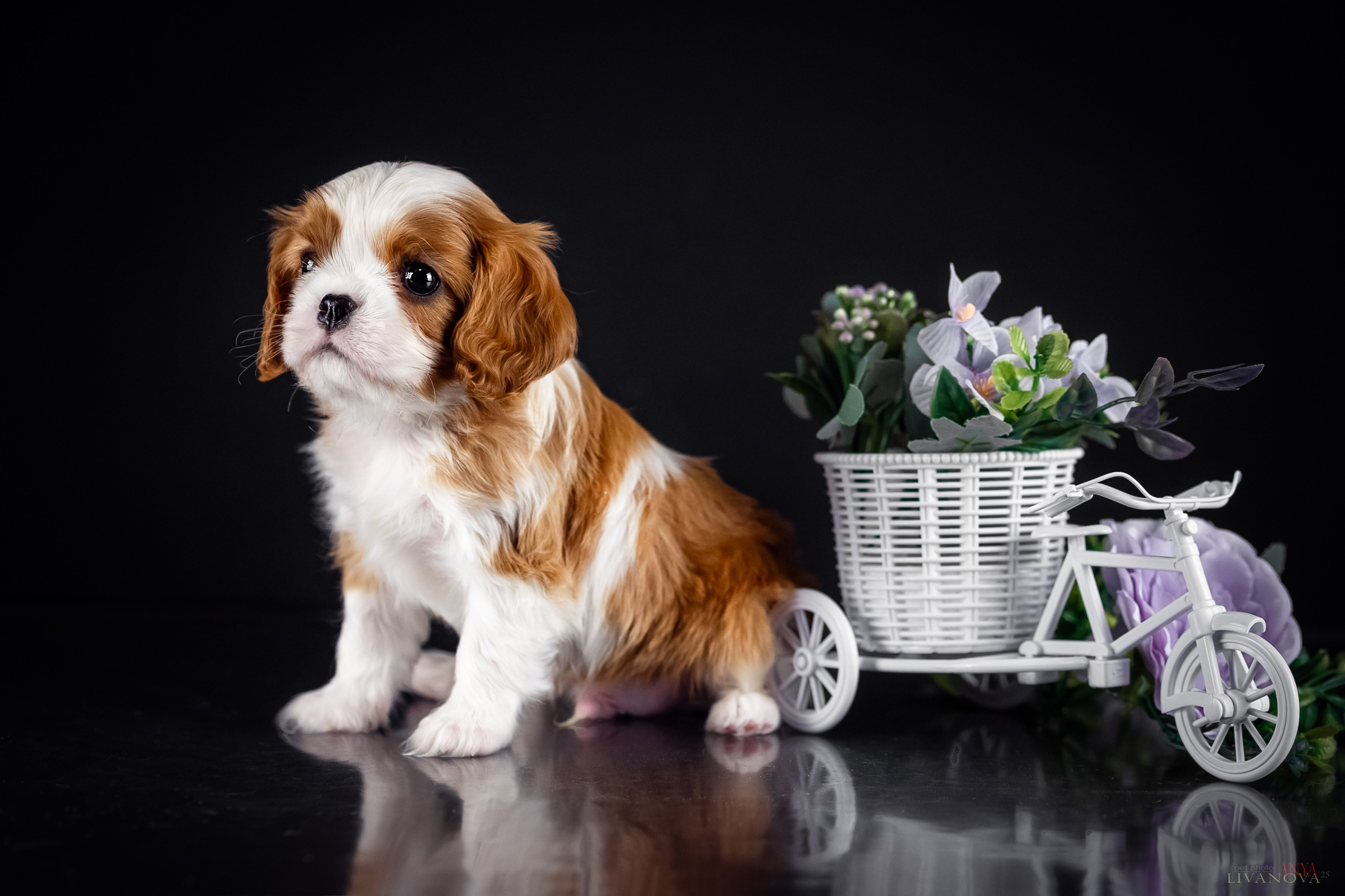 Кавалерчики. Фотограф анималист Аня Ливанова | Рыбинск