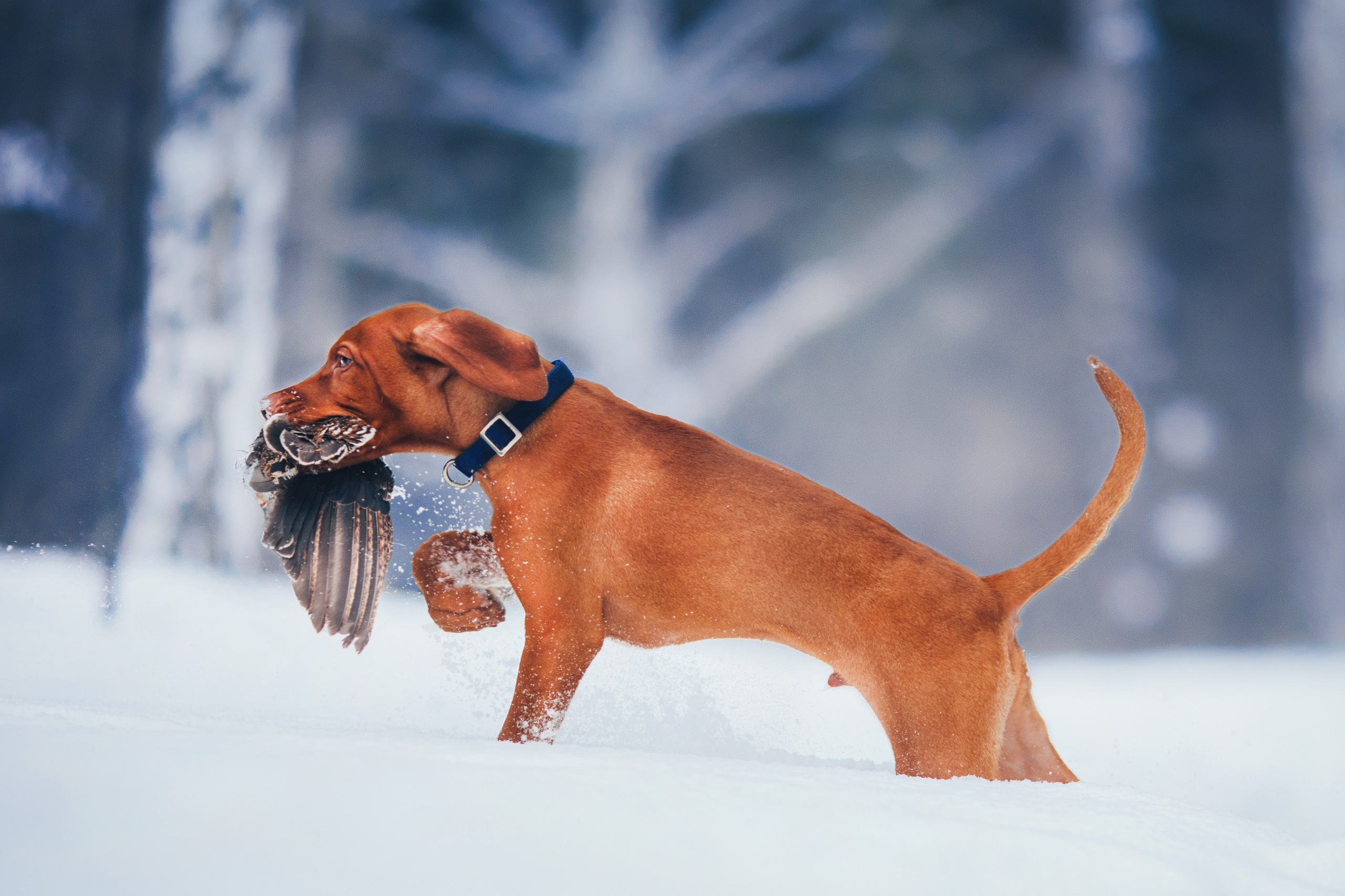 Анималистика. Главная