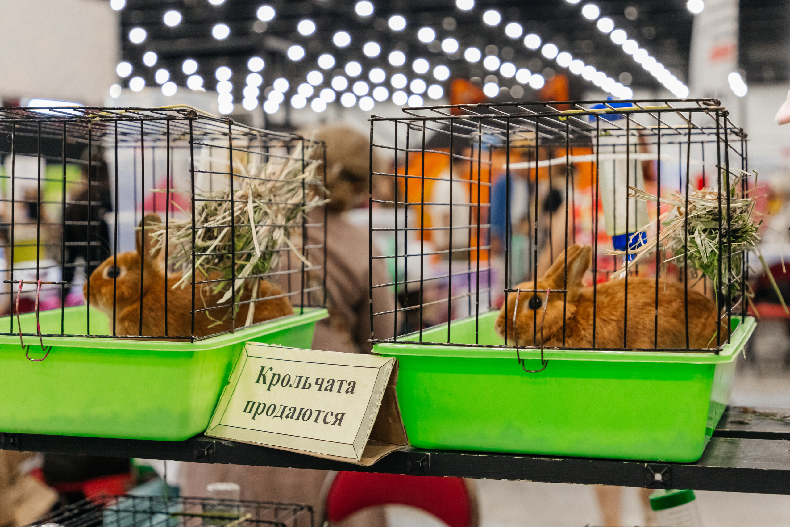 Зоошоу. Экспофорум 31.08. Выставка домашних животных. Семейный фотограф в Санкт-Петербурге Ева Маркова