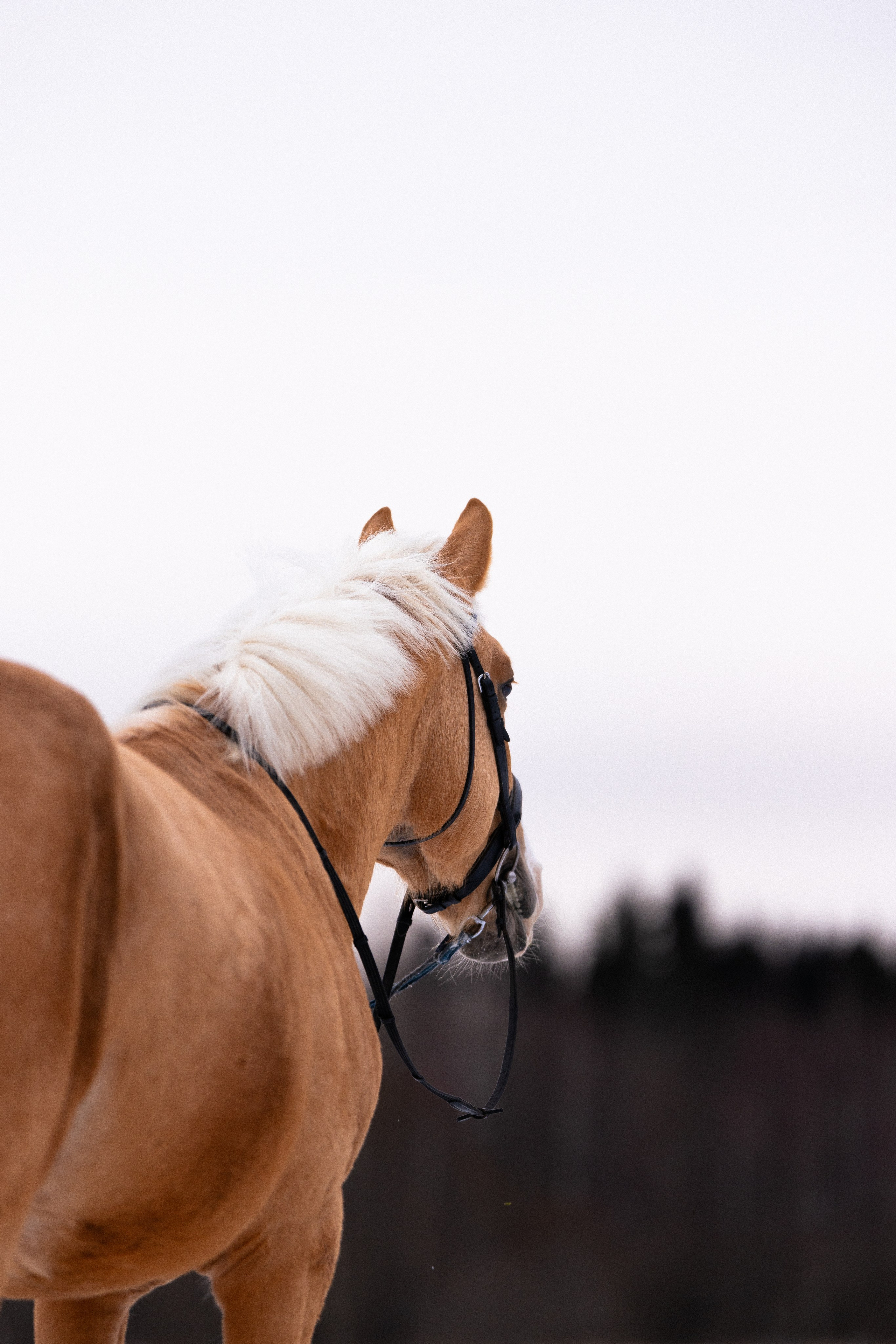 Бейкер. Фотограф и видеограф анималист Аганина Дарья
