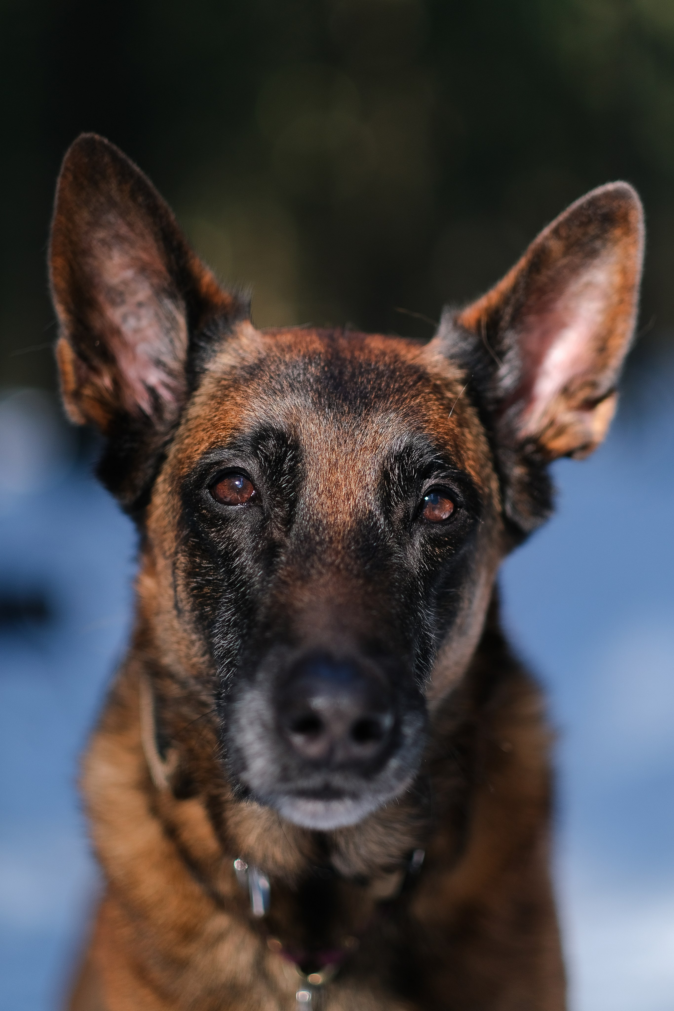 Женя, Афра и Молли. Фотограф и видеограф анималист Аганина Дарья