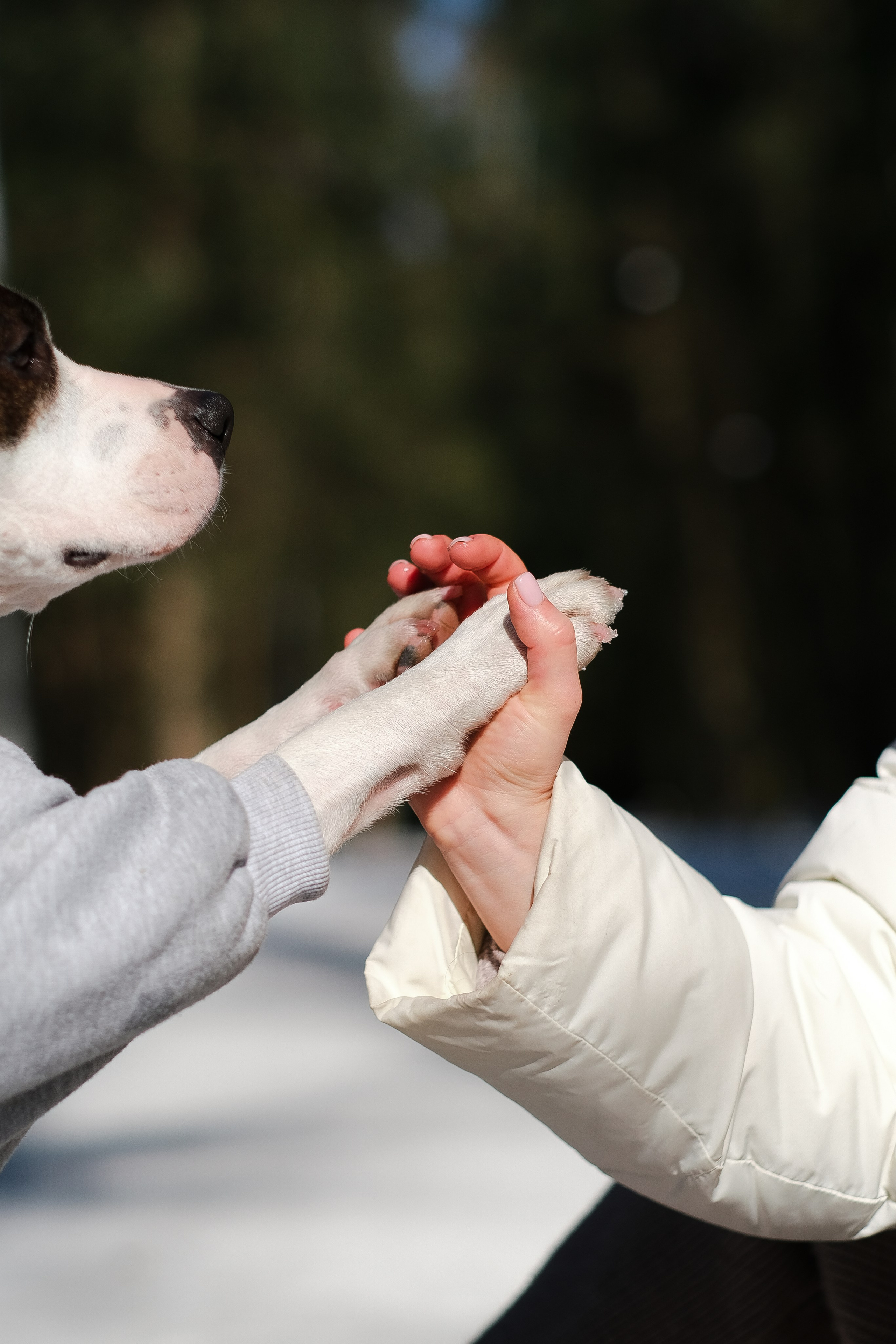 Женя, Афра и Молли. Фотограф и видеограф анималист Аганина Дарья
