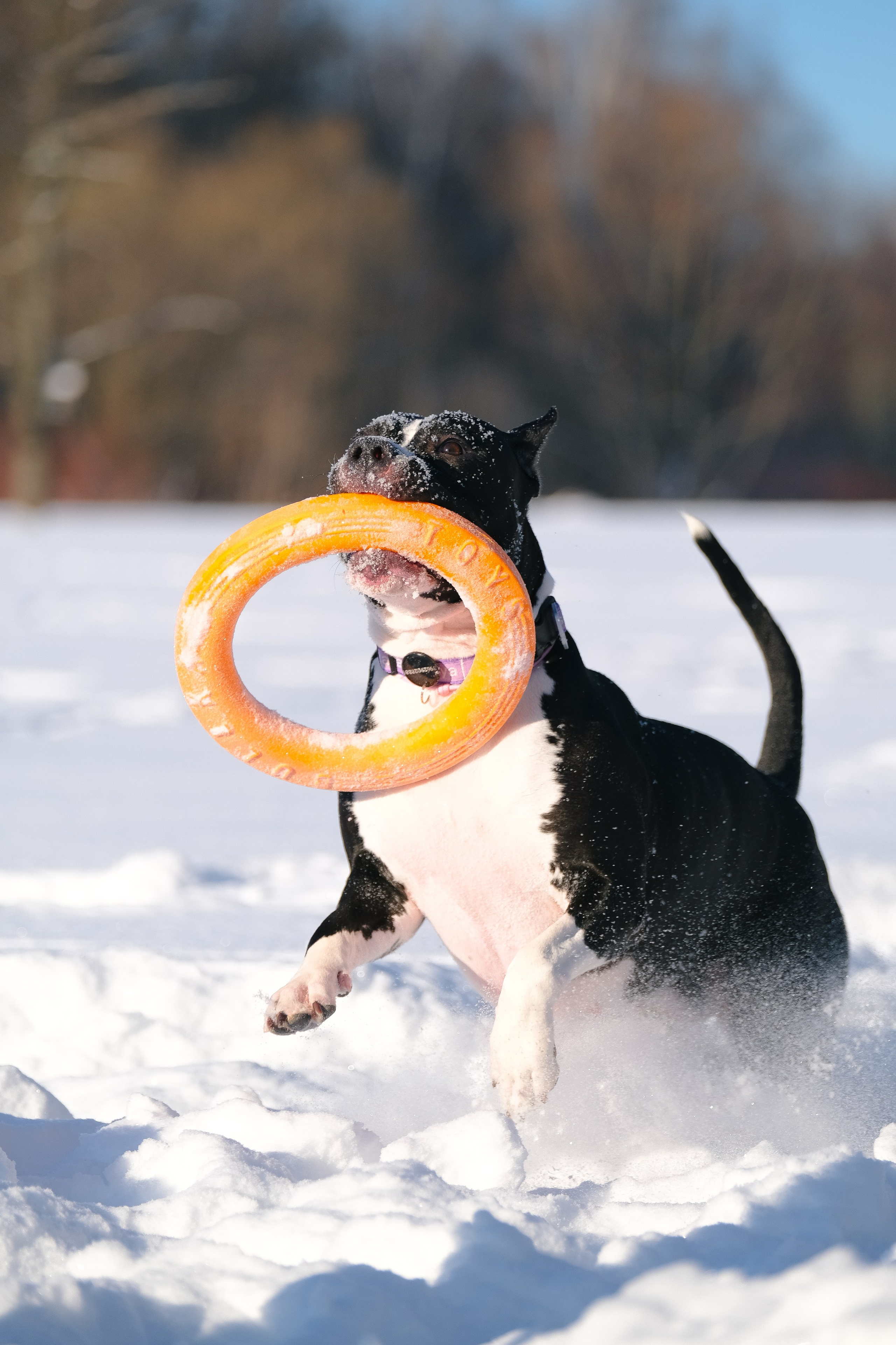 Баста и Эйгон. Фотограф и видеограф анималист Аганина Дарья