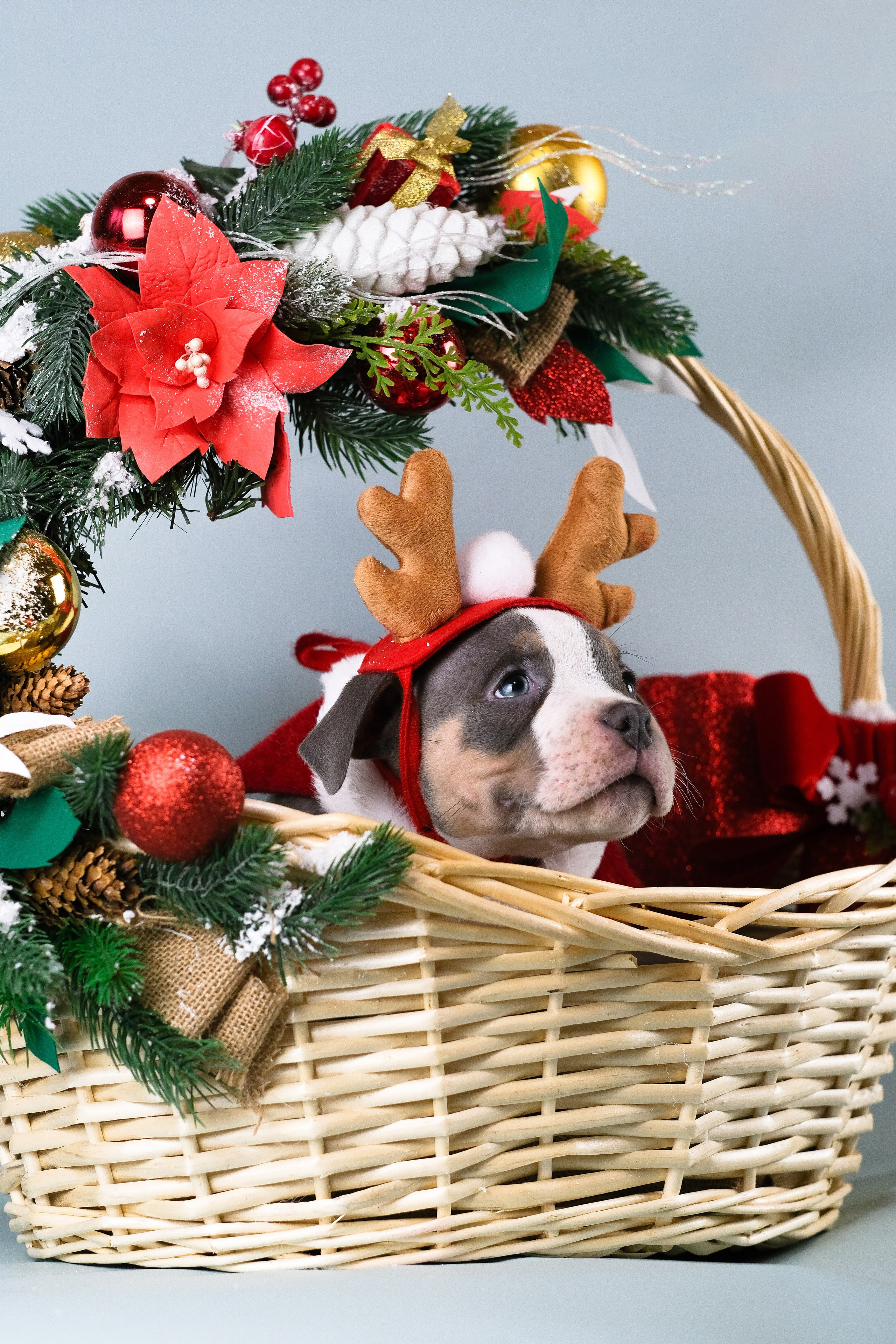 Американский Булли. Фотограф и видеограф анималист Аганина Дарья