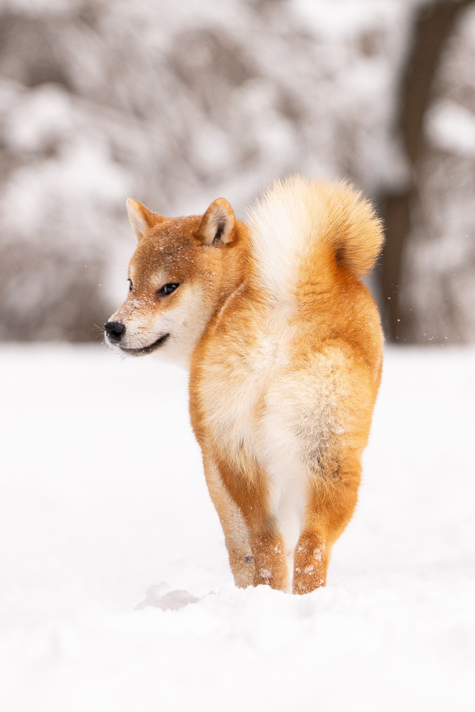 Юми, Серж и Тоши. Фотограф и видеограф анималист Аганина Дарья