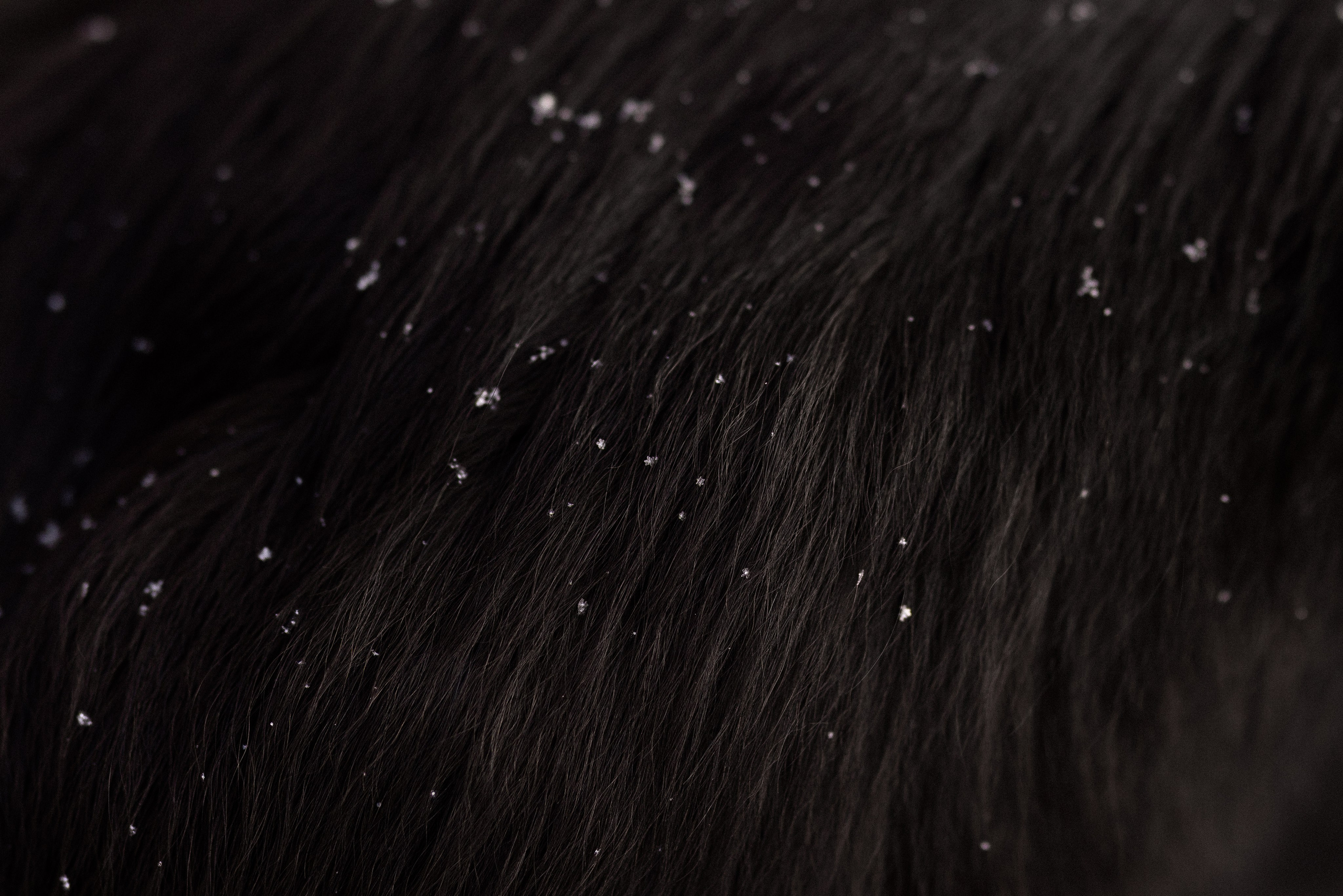 Лилия, Алексей и Ариана. Фотограф и видеограф анималист Аганина Дарья