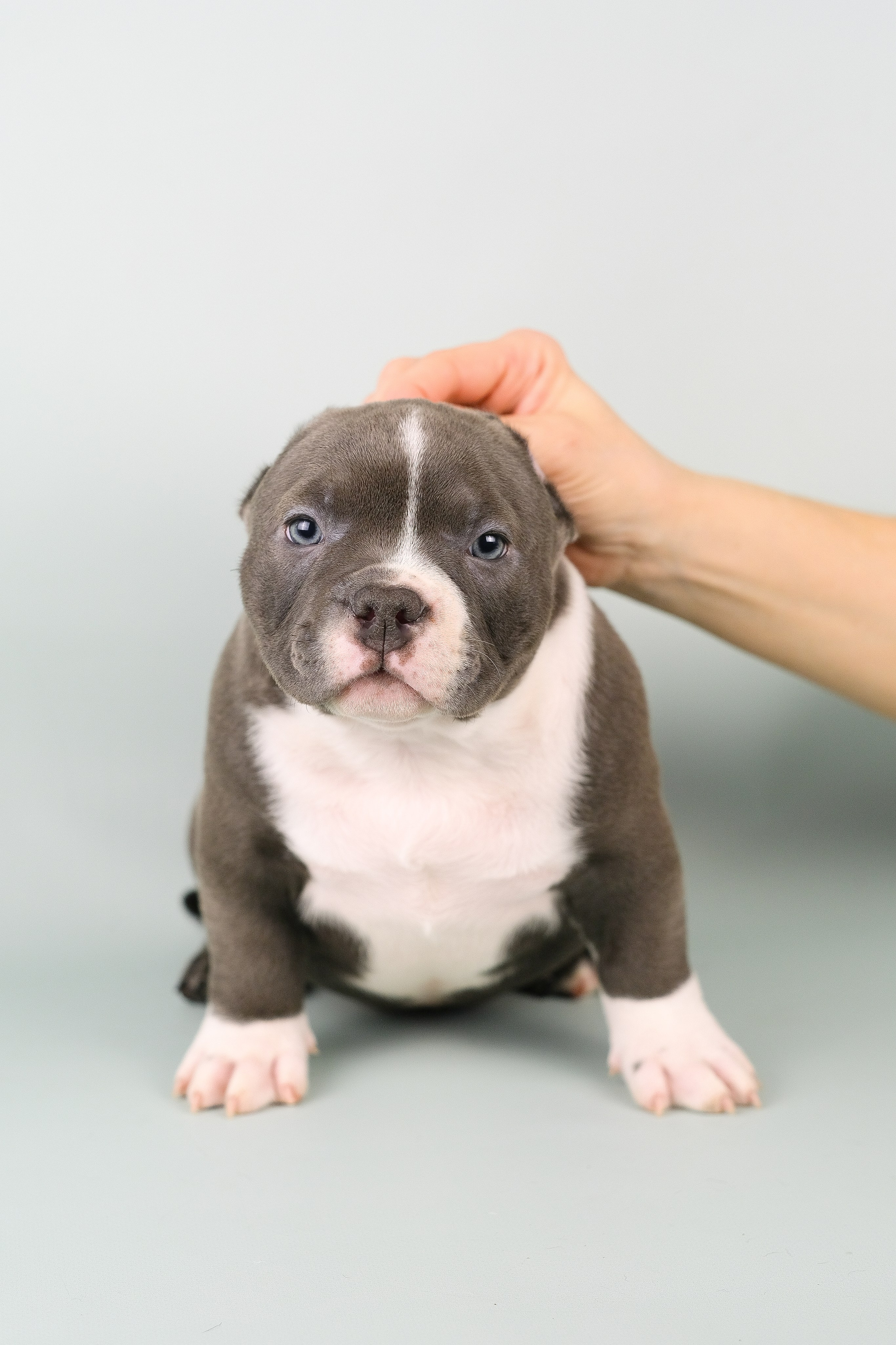 Американский Булли. Фотограф и видеограф анималист Аганина Дарья