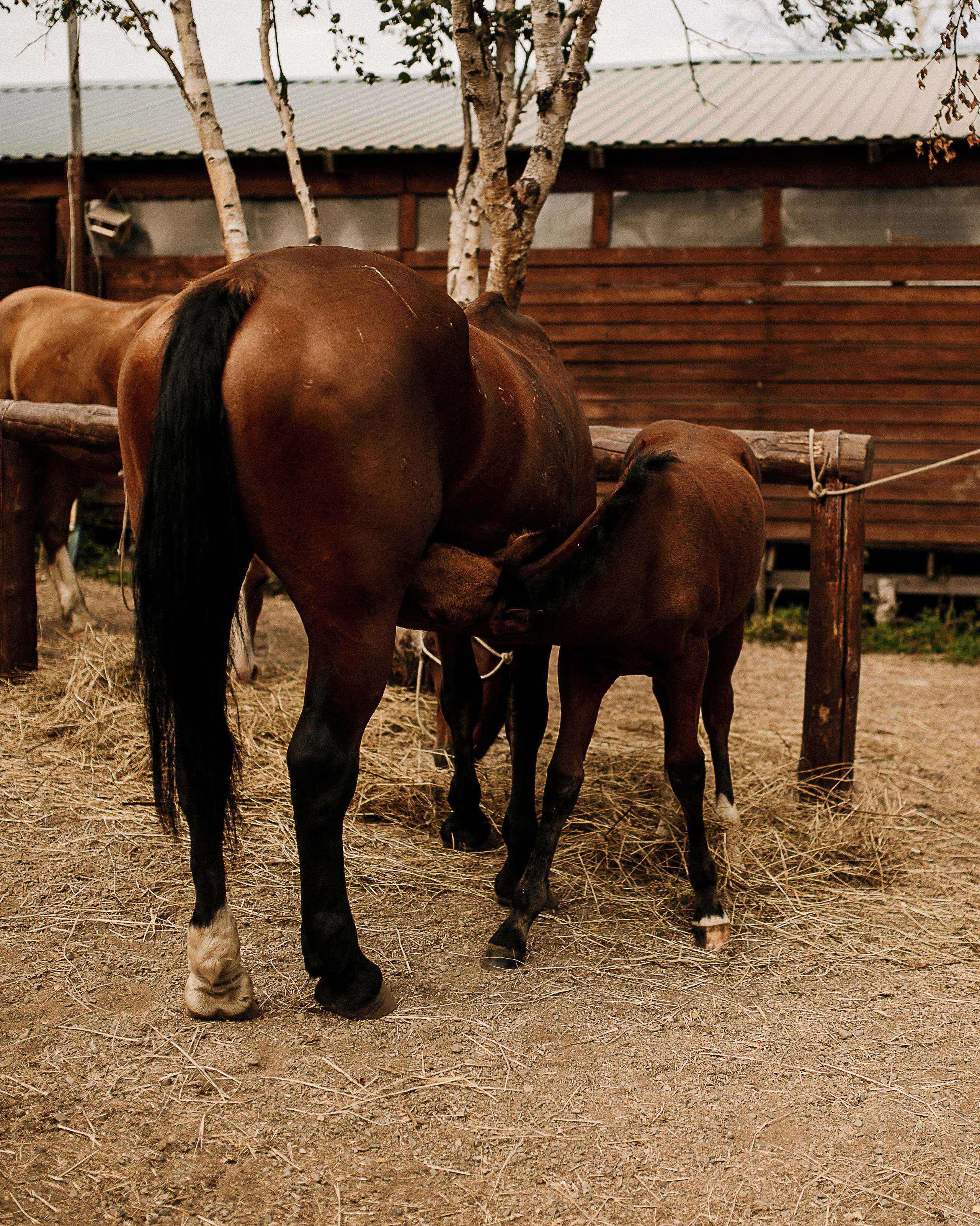 Олег и Мария. Floraphotes