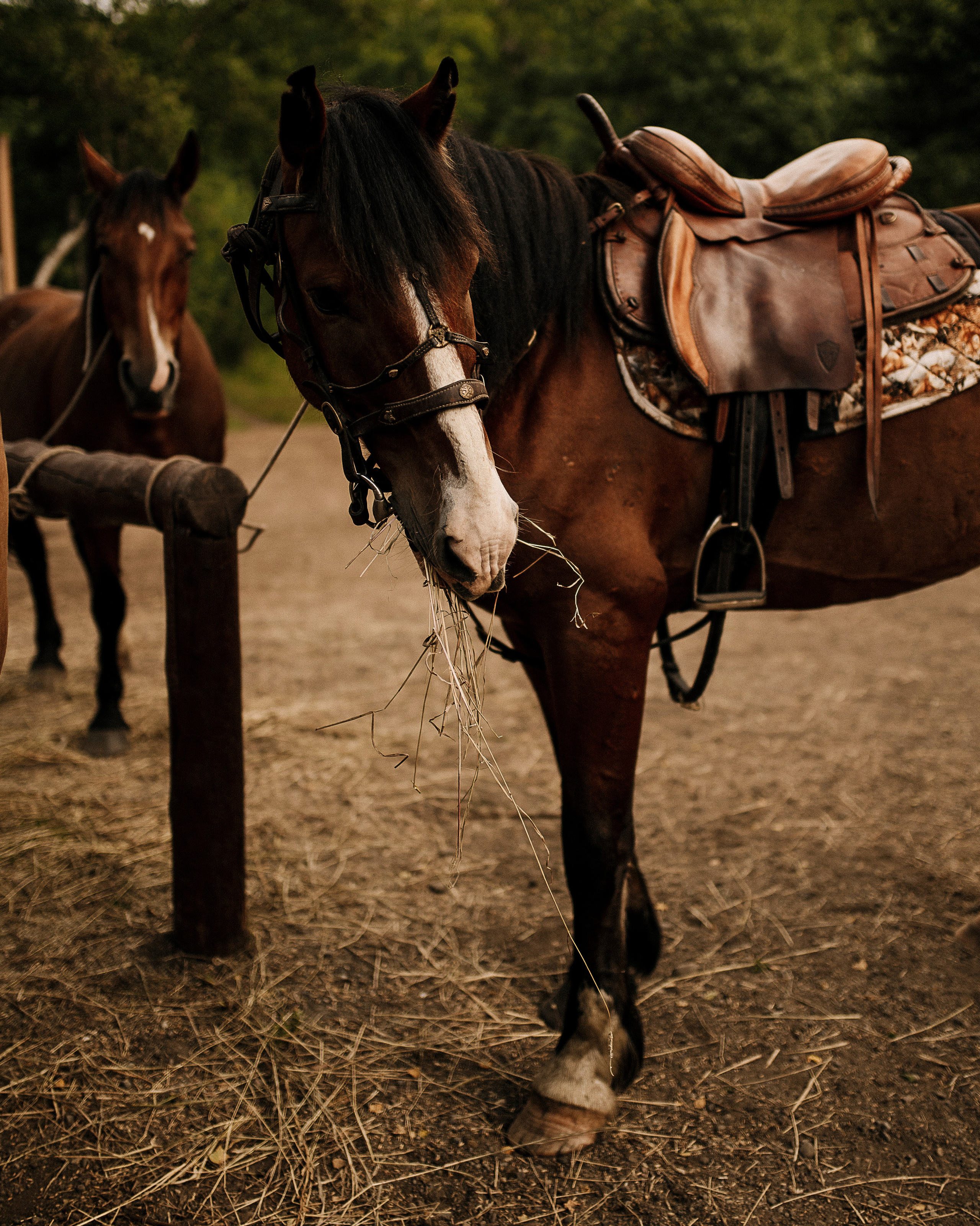 Олег и Мария. Floraphotes