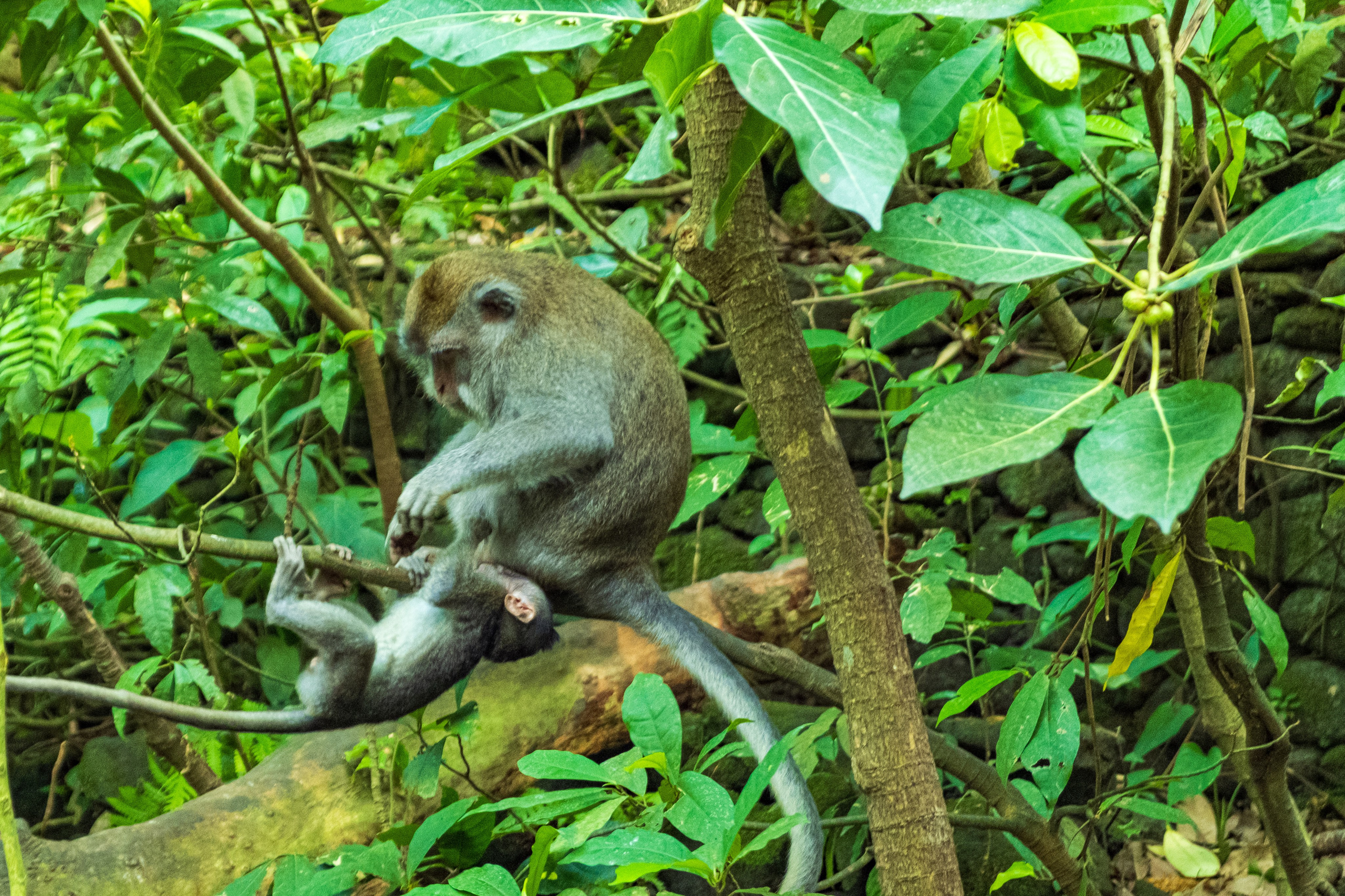 Остров Бали г. Убуд. Фотографии из путешествий
