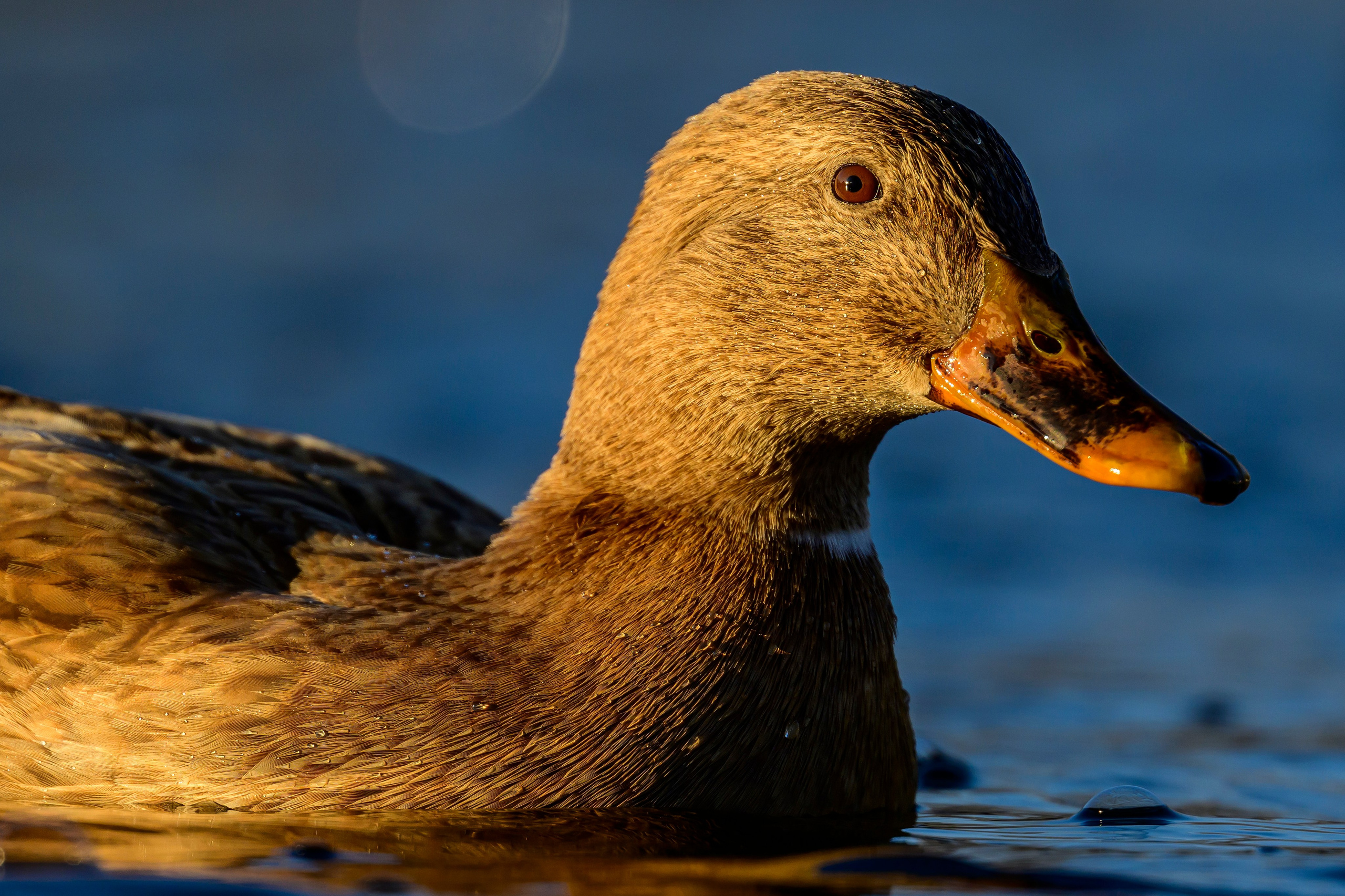 Нырки, гуси, лебеди. Pochards, geese, swans. Wildlife photography by Sergey Puponin