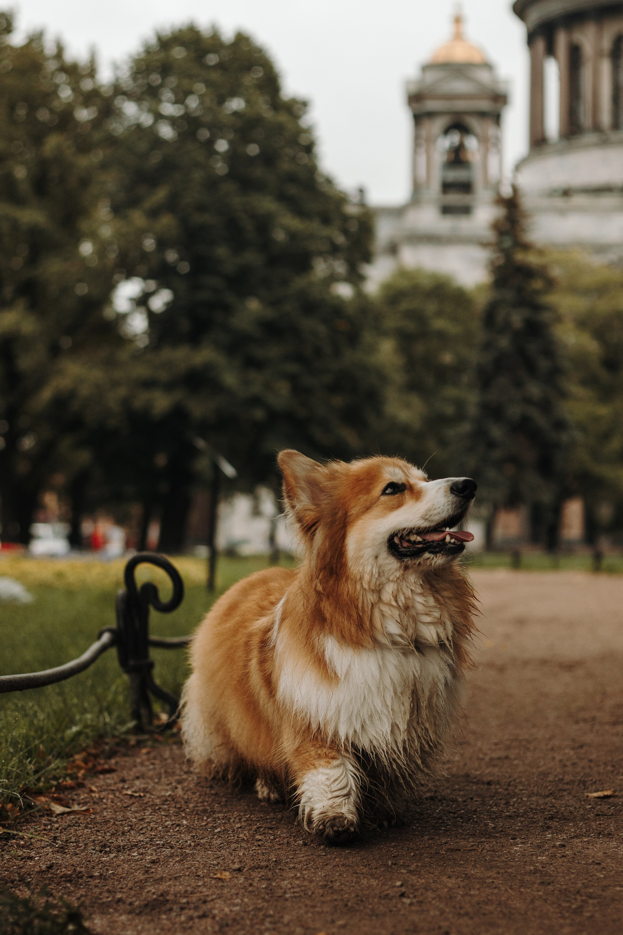 Ира и Лео. Фотограф-анималист в Санкт-Петербурге