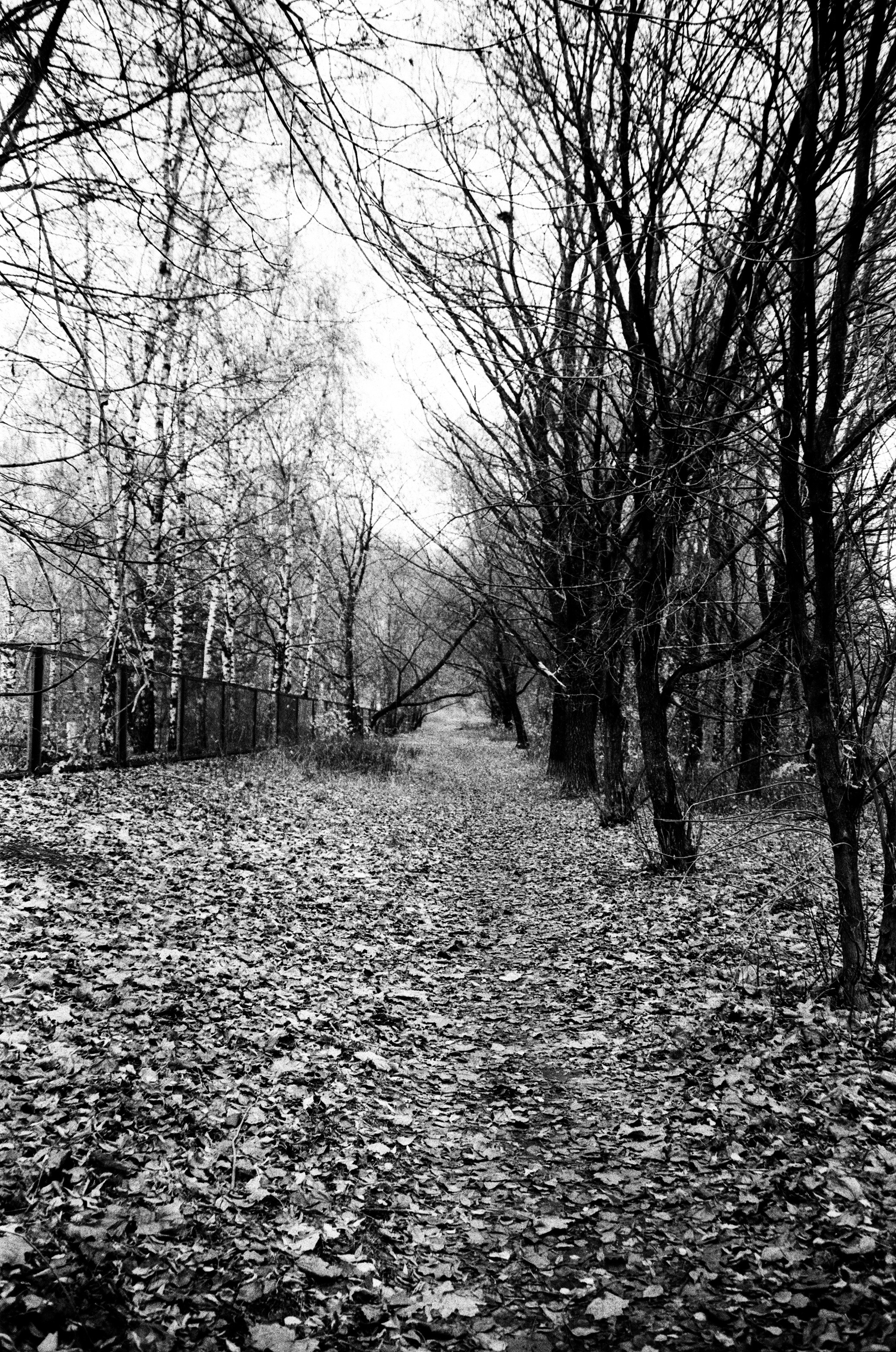 Nikon F80 — Voigtlander Ultron 28-105mm f2.8-3.8 / SFL T-42 ISO 400