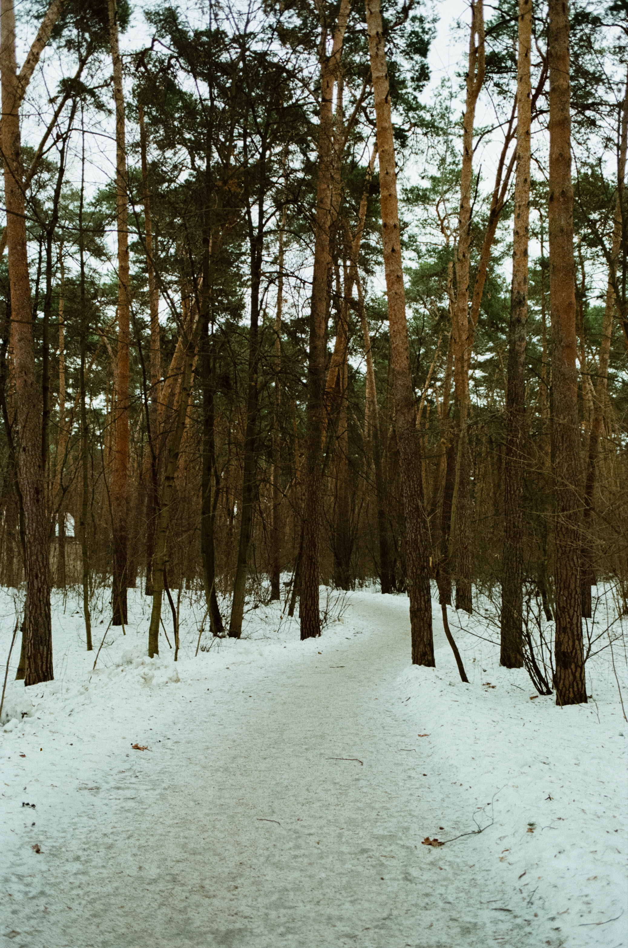 SMC Pentax-FA 35 mm f2.0 — Pentax MZ-3 / Kodak Color Plus 200