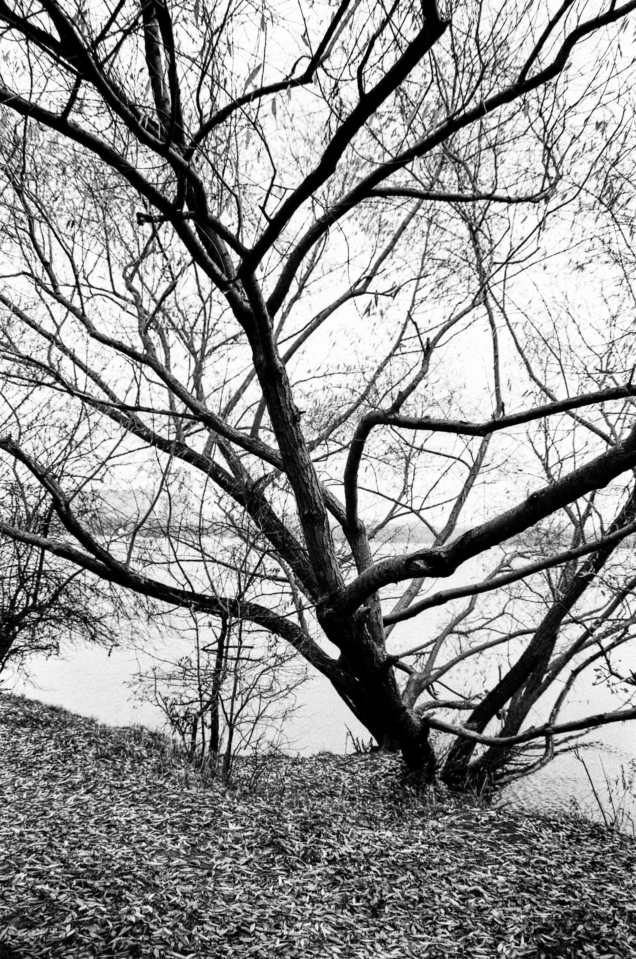 Nikon F80 — Voigtlander Ultron 28-105mm f2.8-3.8 / SFL T-42 ISO 400