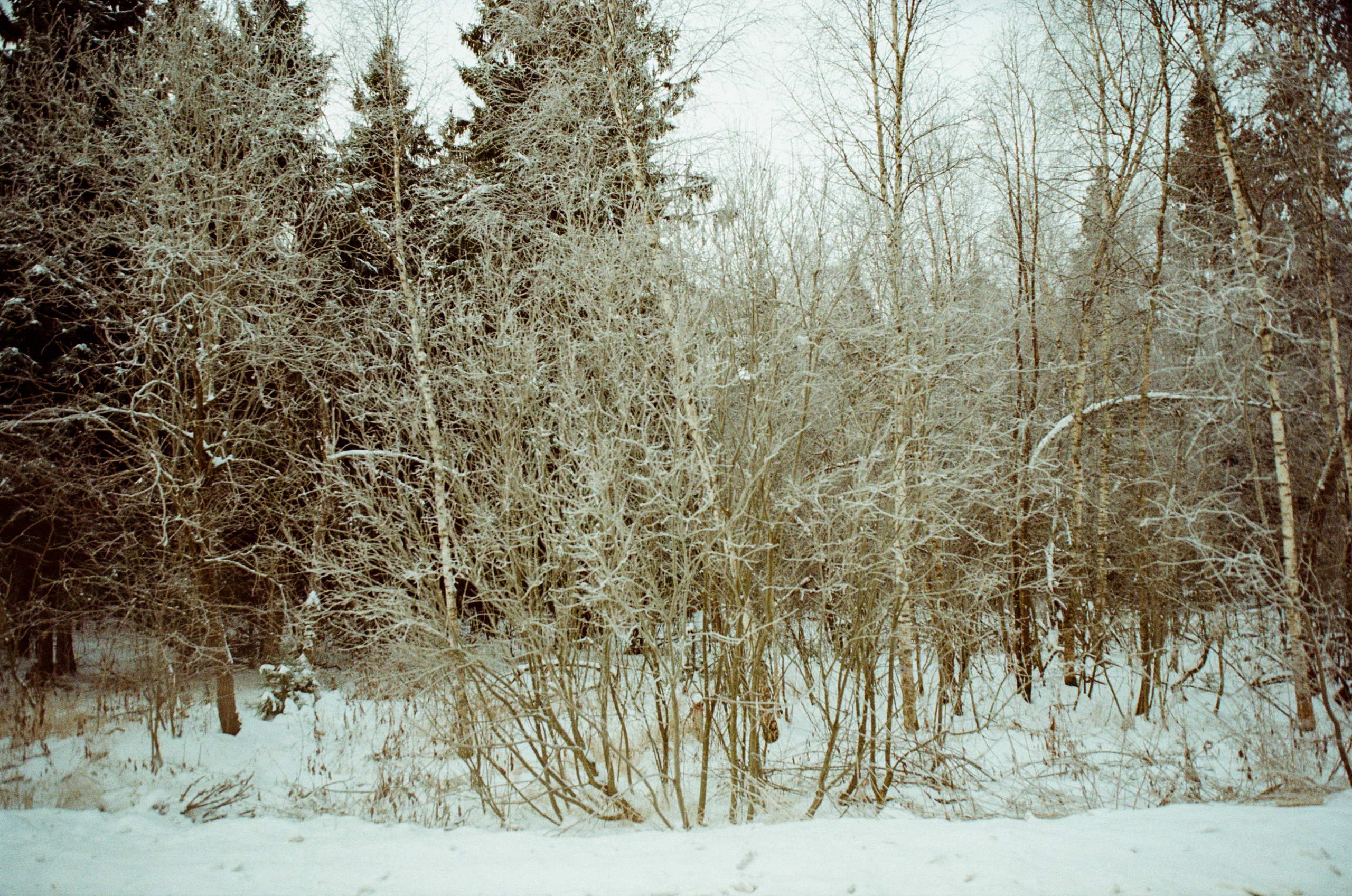 Contax N1 — Carl Zeiss Vario-Sonnar 24-85mm / Kodak Color 200