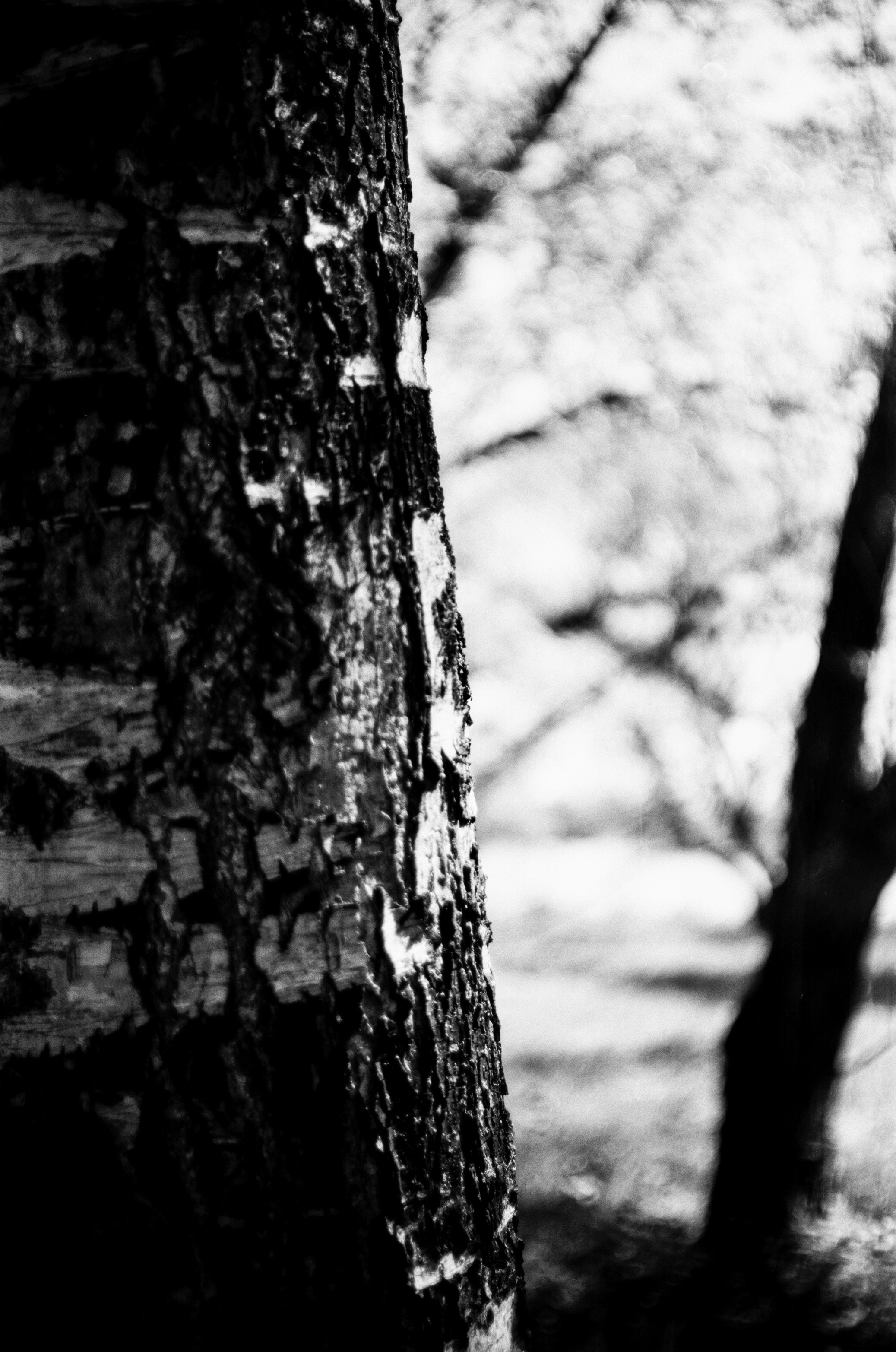 Kodak Retina Reflex S review