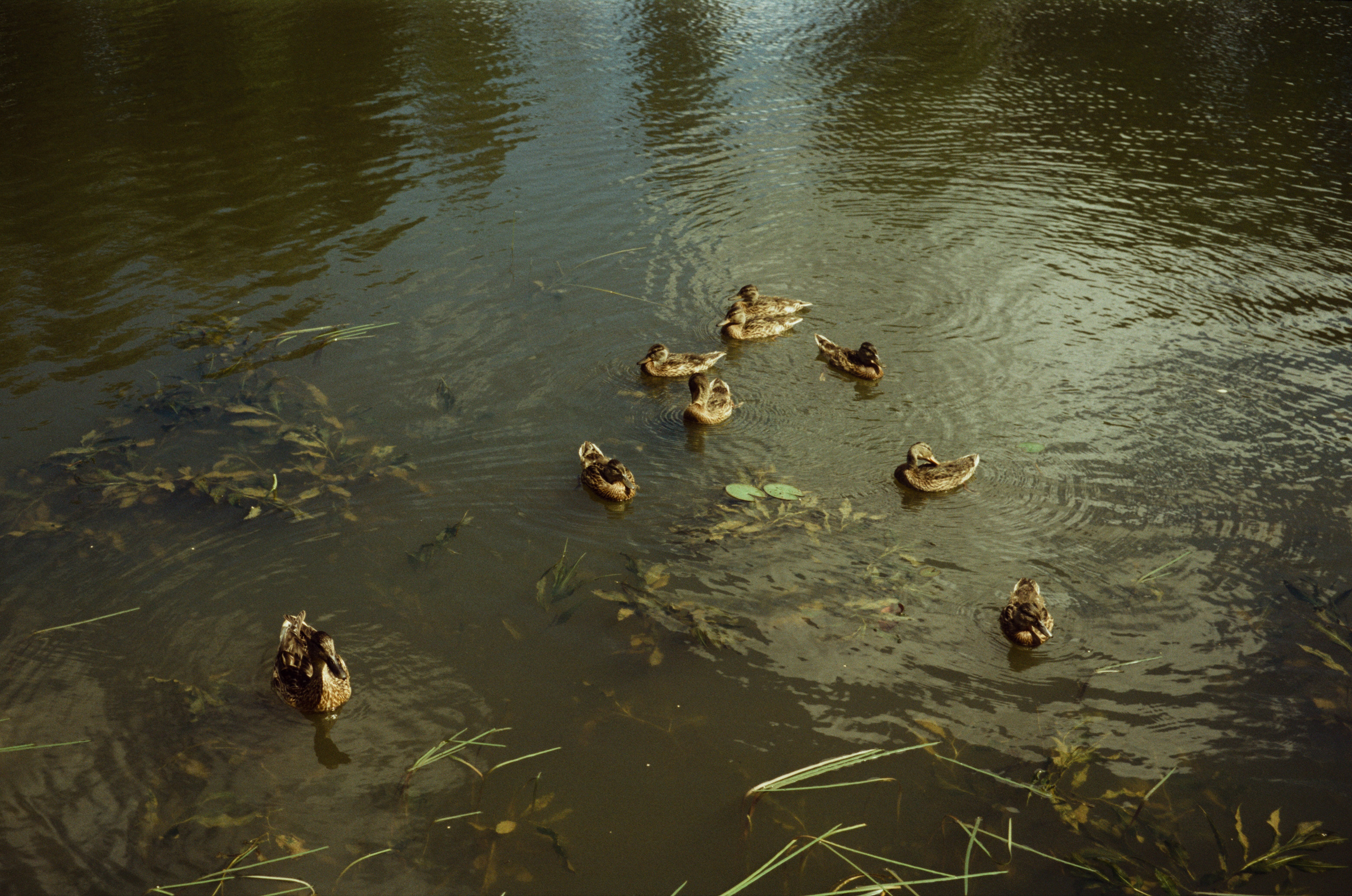 Canon Canonet QL17 G-III QL