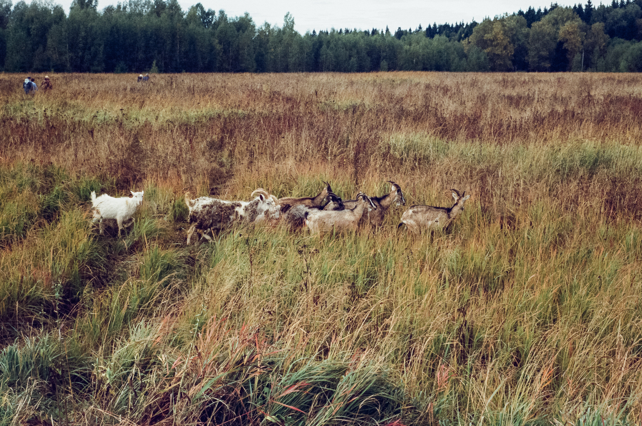 Kodak Retina IIIc — Retina Xenon C 50 mm f2.0 / Kodak Vision 3 250D