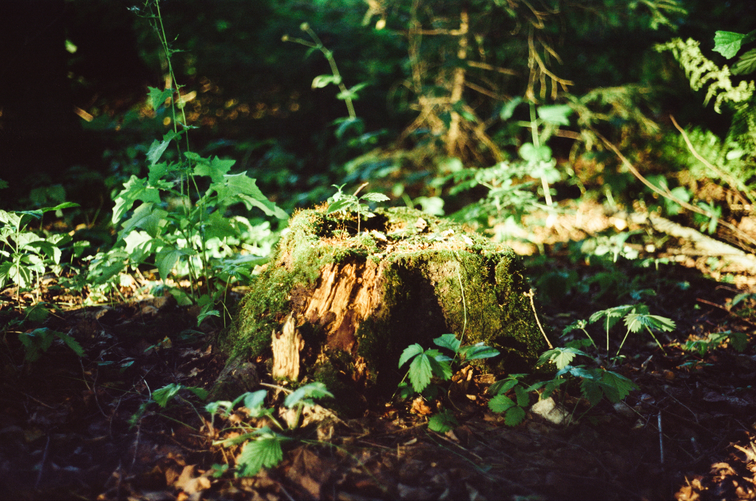 Canon Canonet QL17 G-III QL