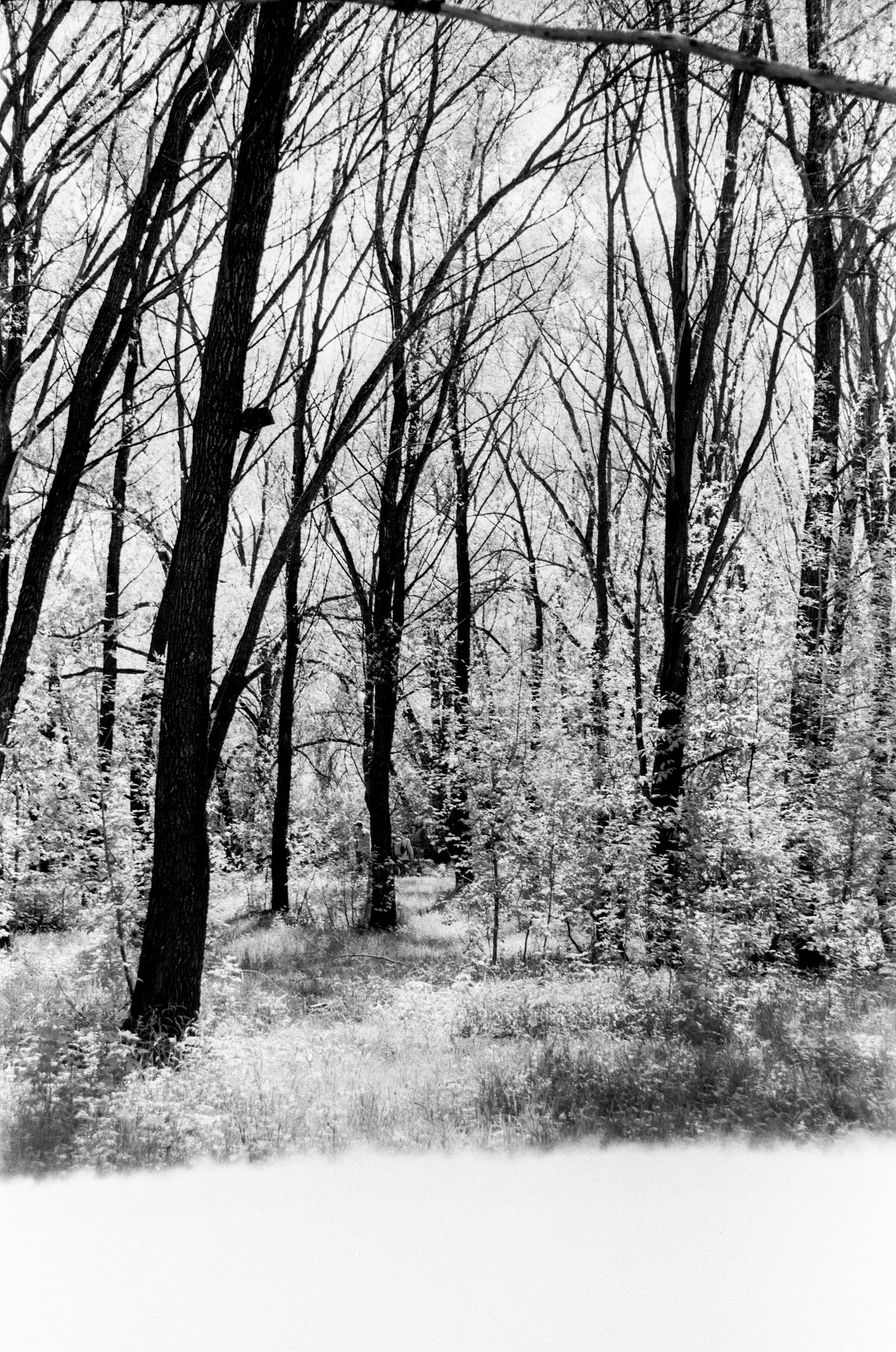 Schneider-Kreuznach Retina-Xenon 50 mm f/ 1.9 review