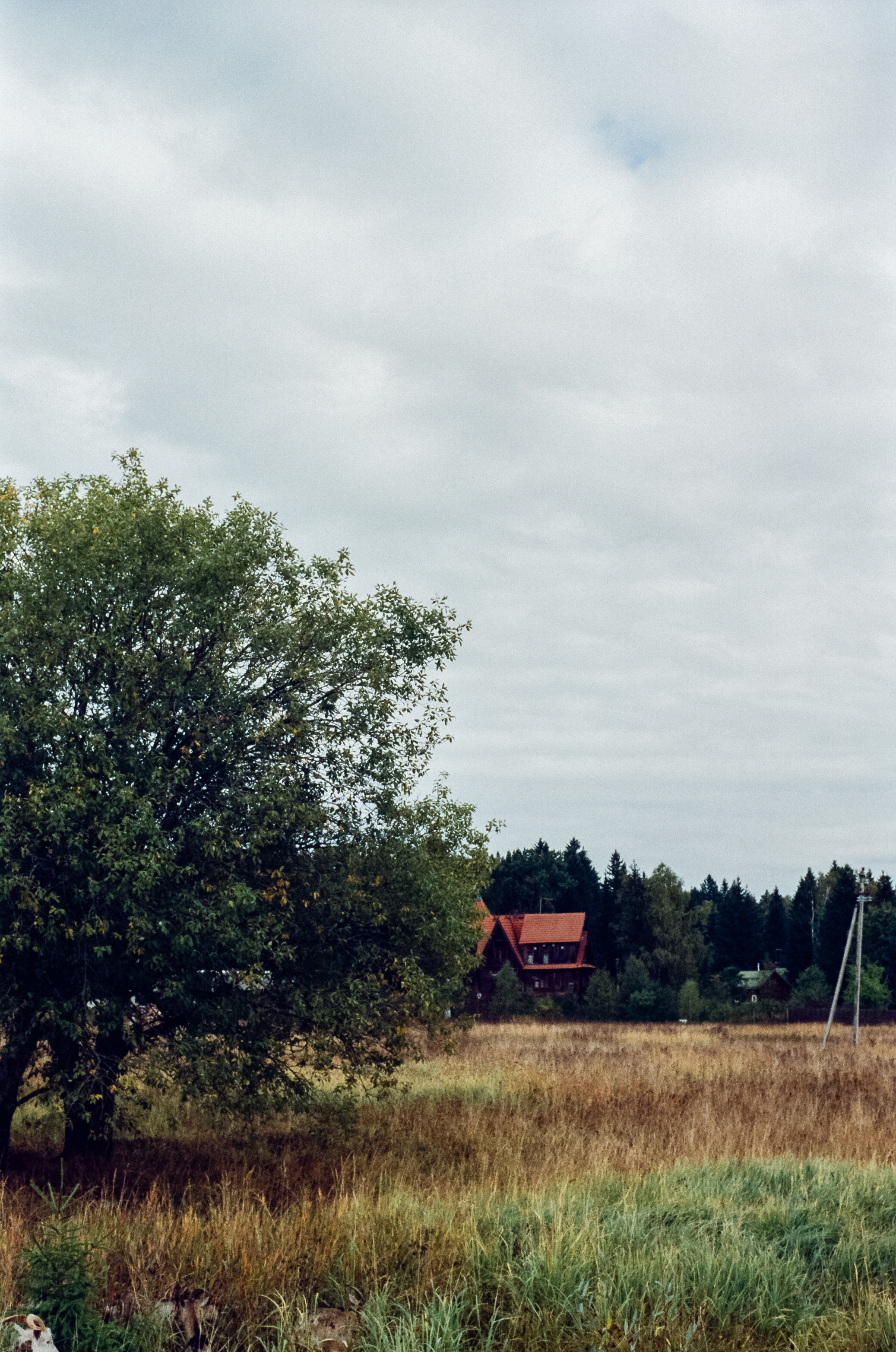 Kodak Retina IIIc — Retina Xenon C 50 mm f2.0 / Kodak Vision 3 250D