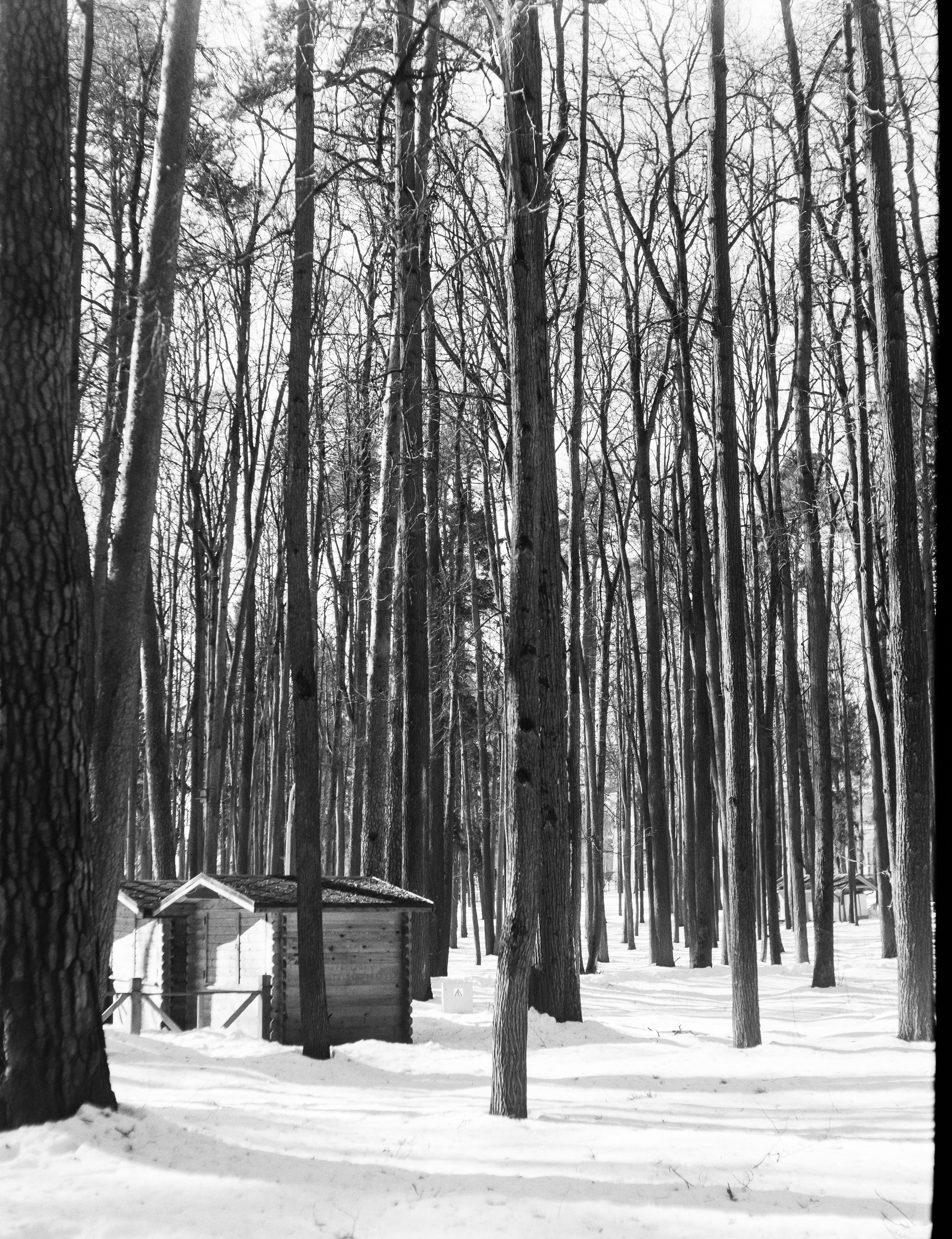 Ilford FP4 Plus ISO 125 / Zeiss Ikon Ikonta 521