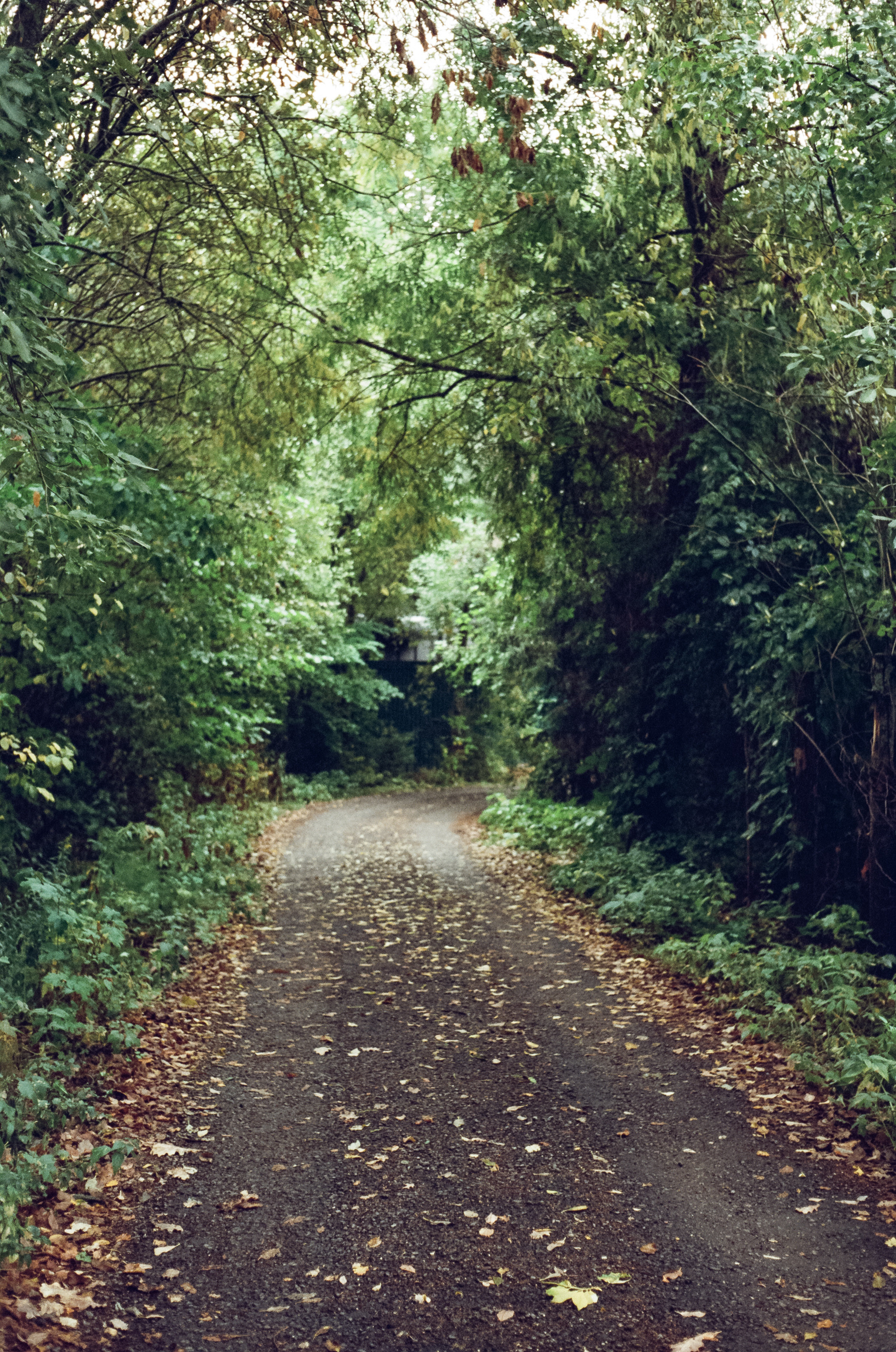 Kodak Retina IIIc — Retina Xenon C 50 mm f2.0 / Kodak Vision 3 250D