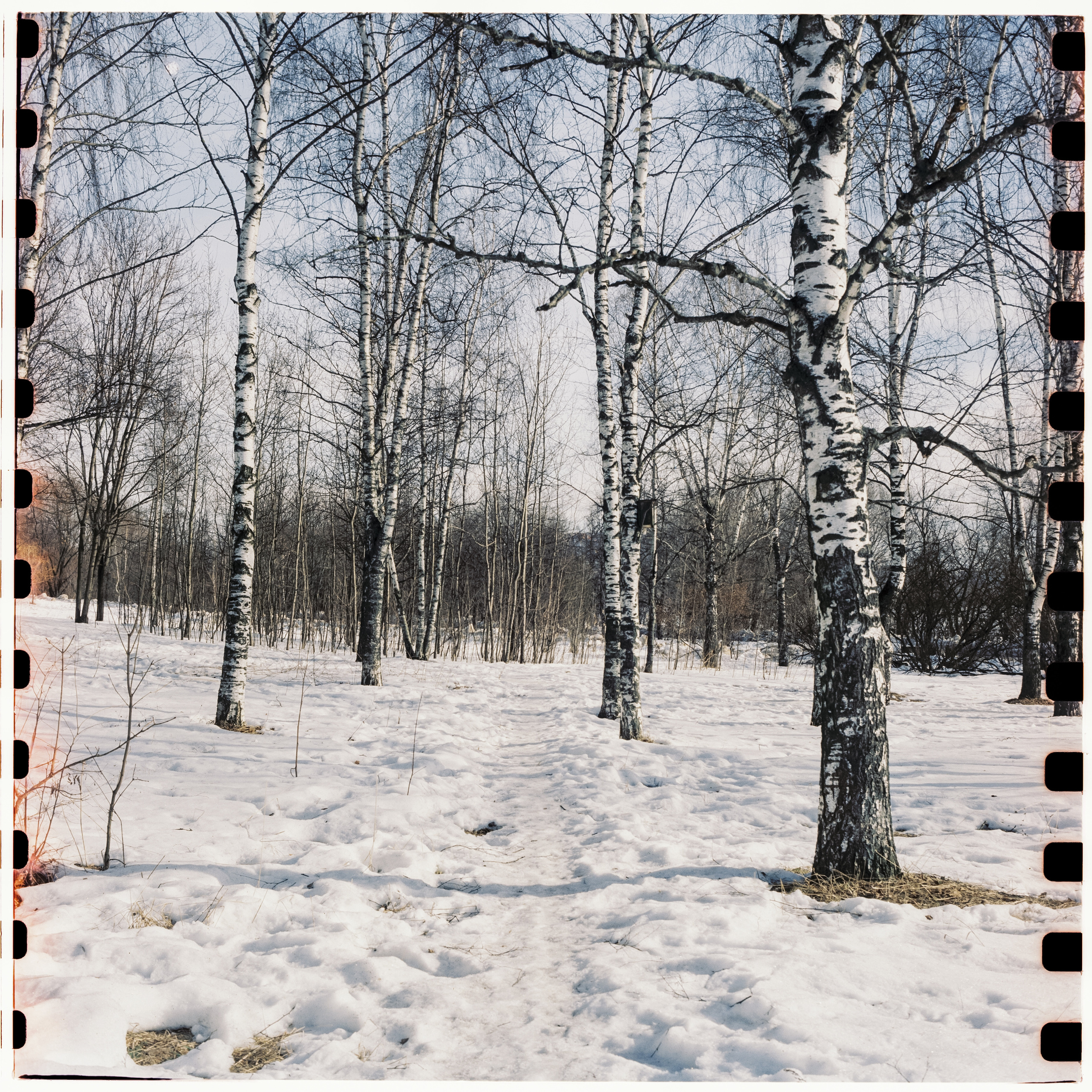 Kodak Vision 3 250D / Yashica Mat 124