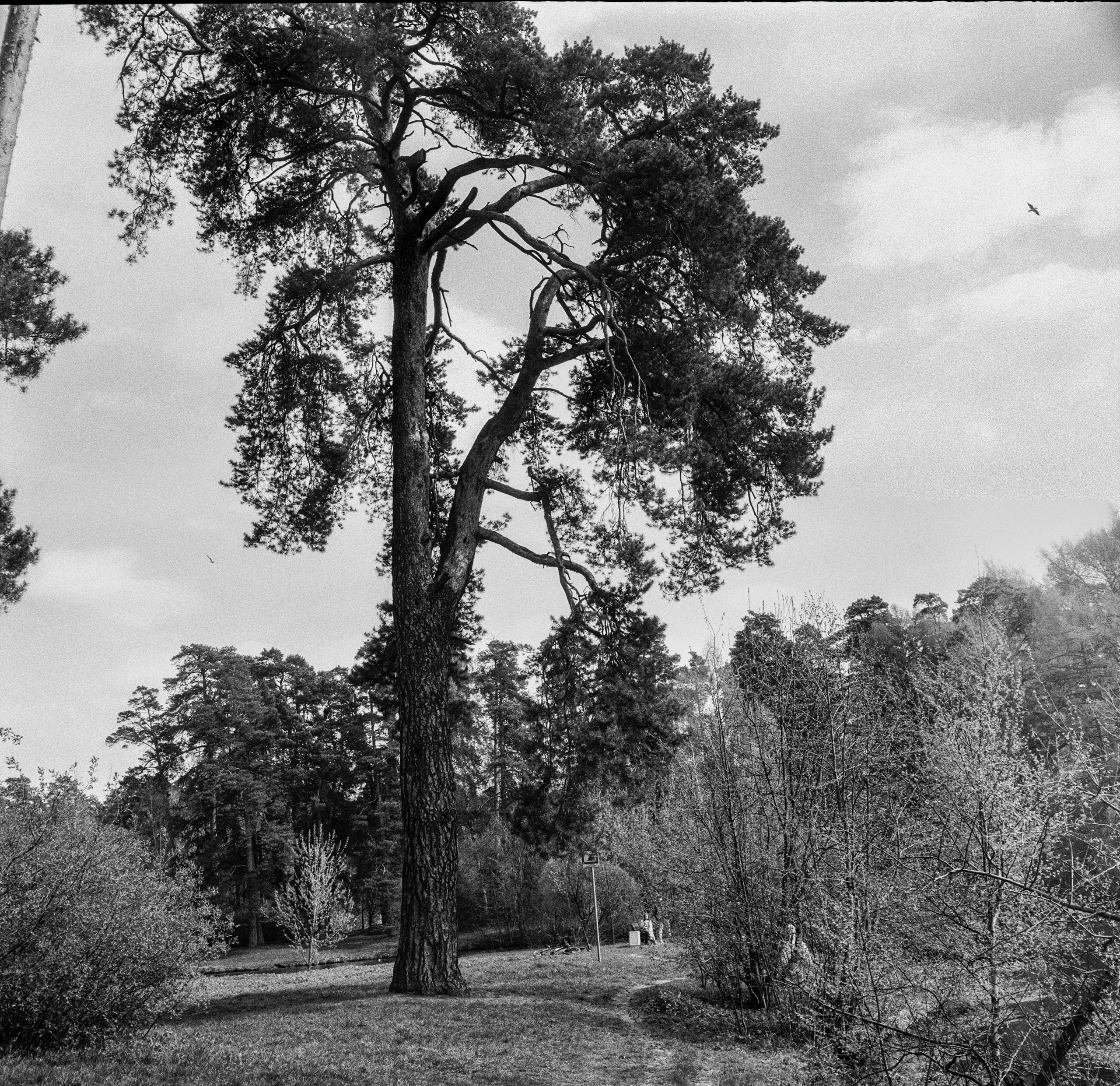 Kodak Double-X 5222