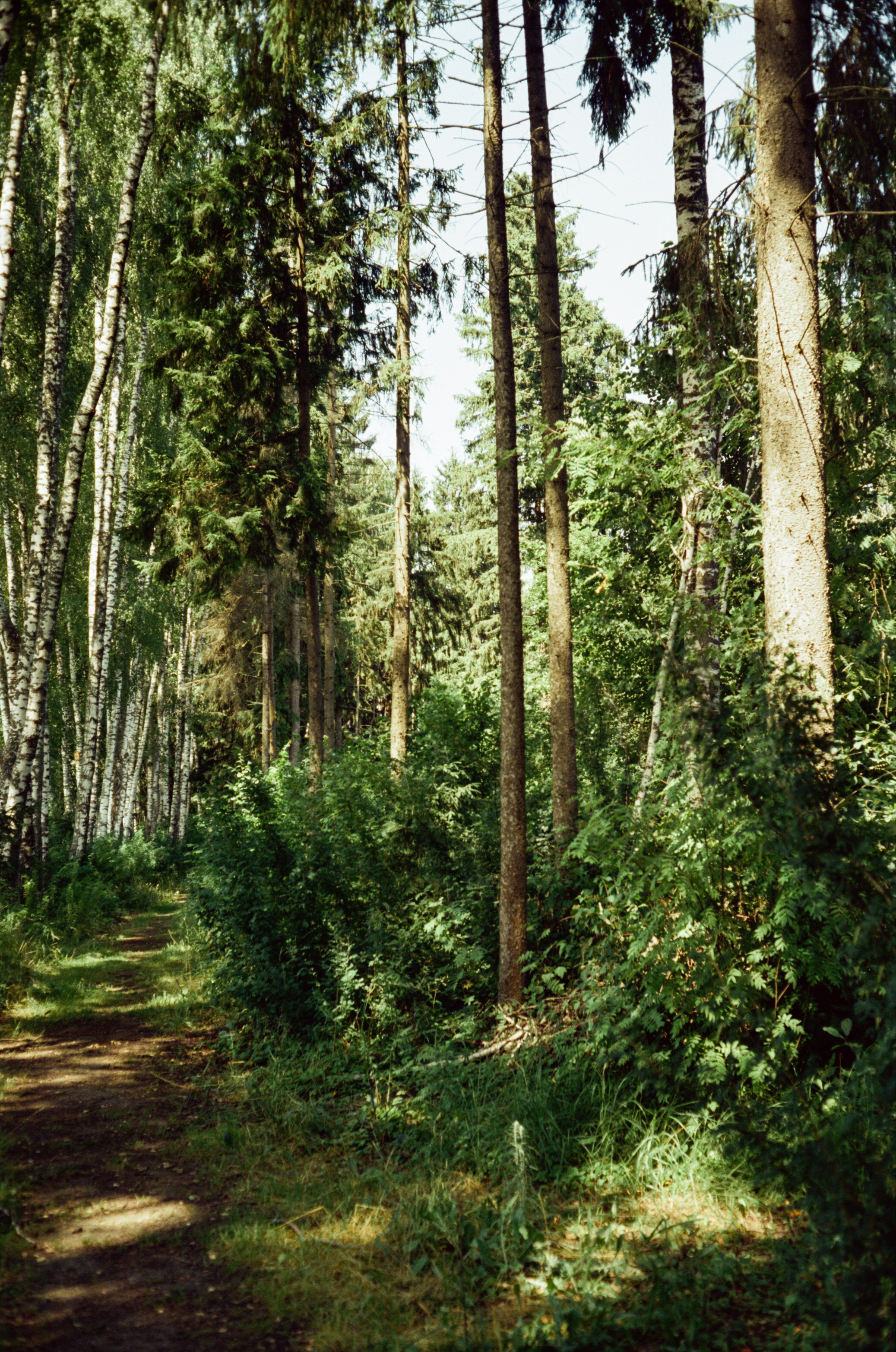 Canon Canonet QL17 G-III QL