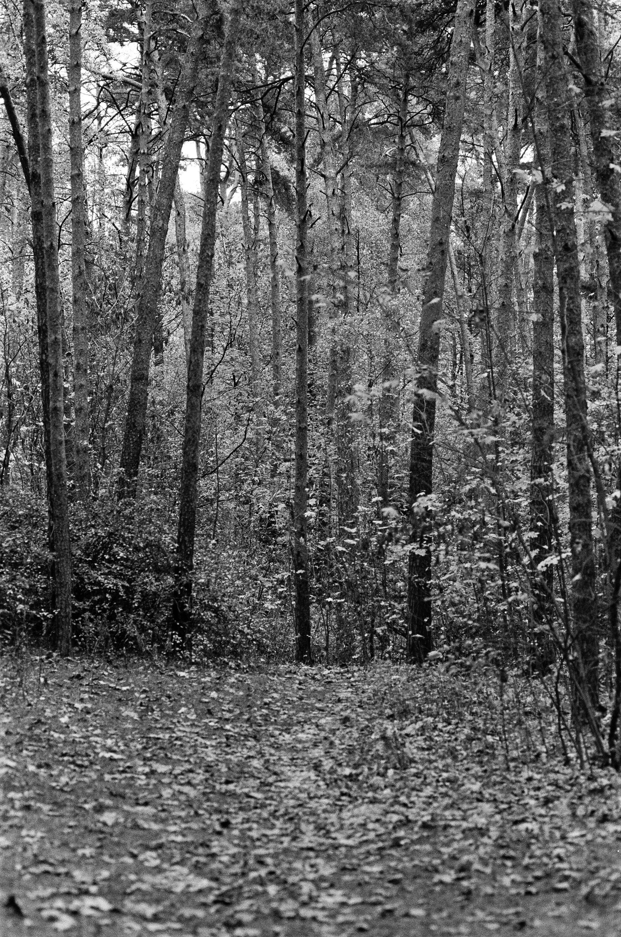 Minolta AF 85 mm f1.4 — Minolta Dynax 800si / Ilford HP5 Plus 400