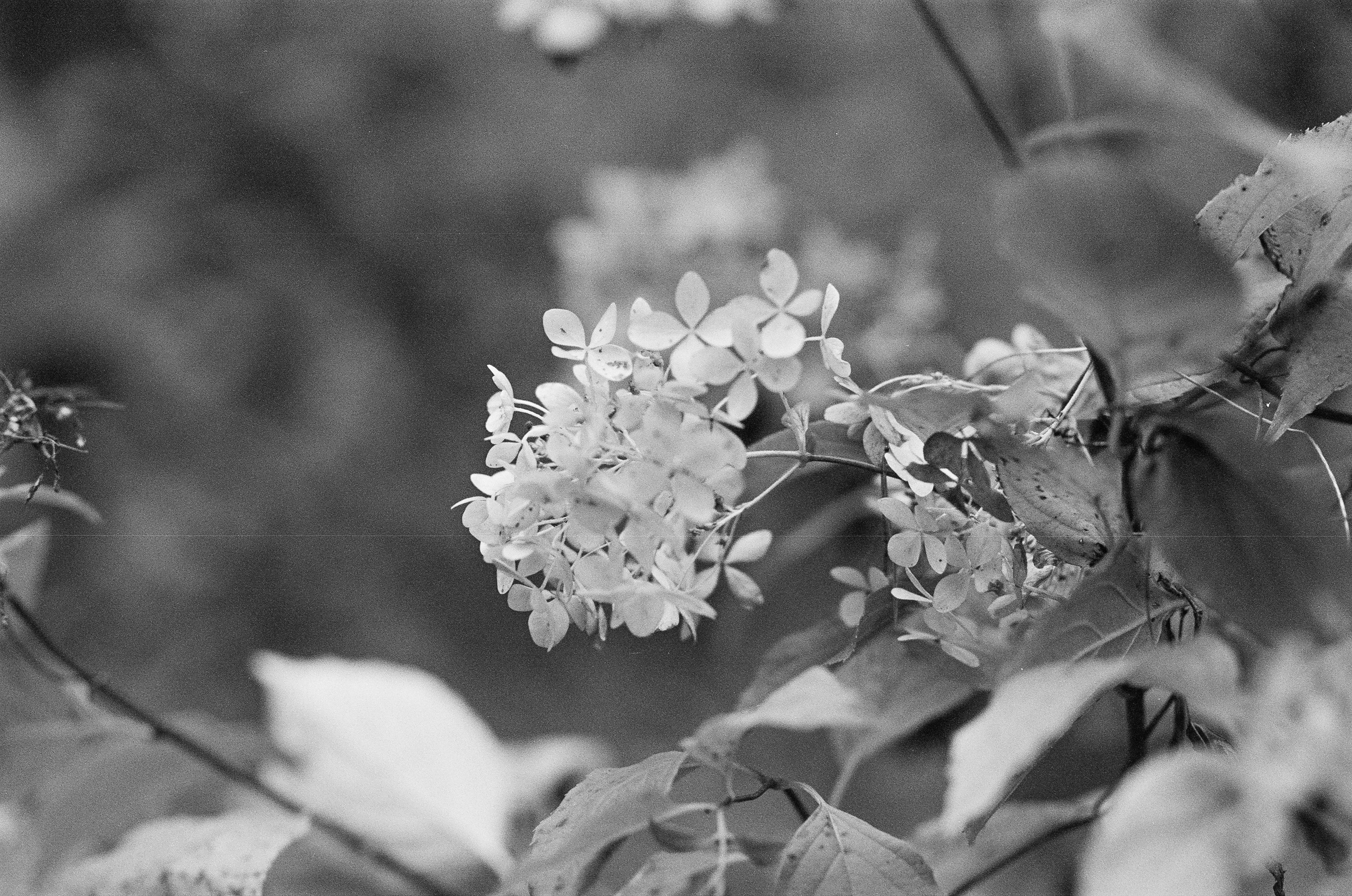 Minolta AF 85 mm f1.4 — Minolta Dynax 800si / Ilford HP5 Plus 400