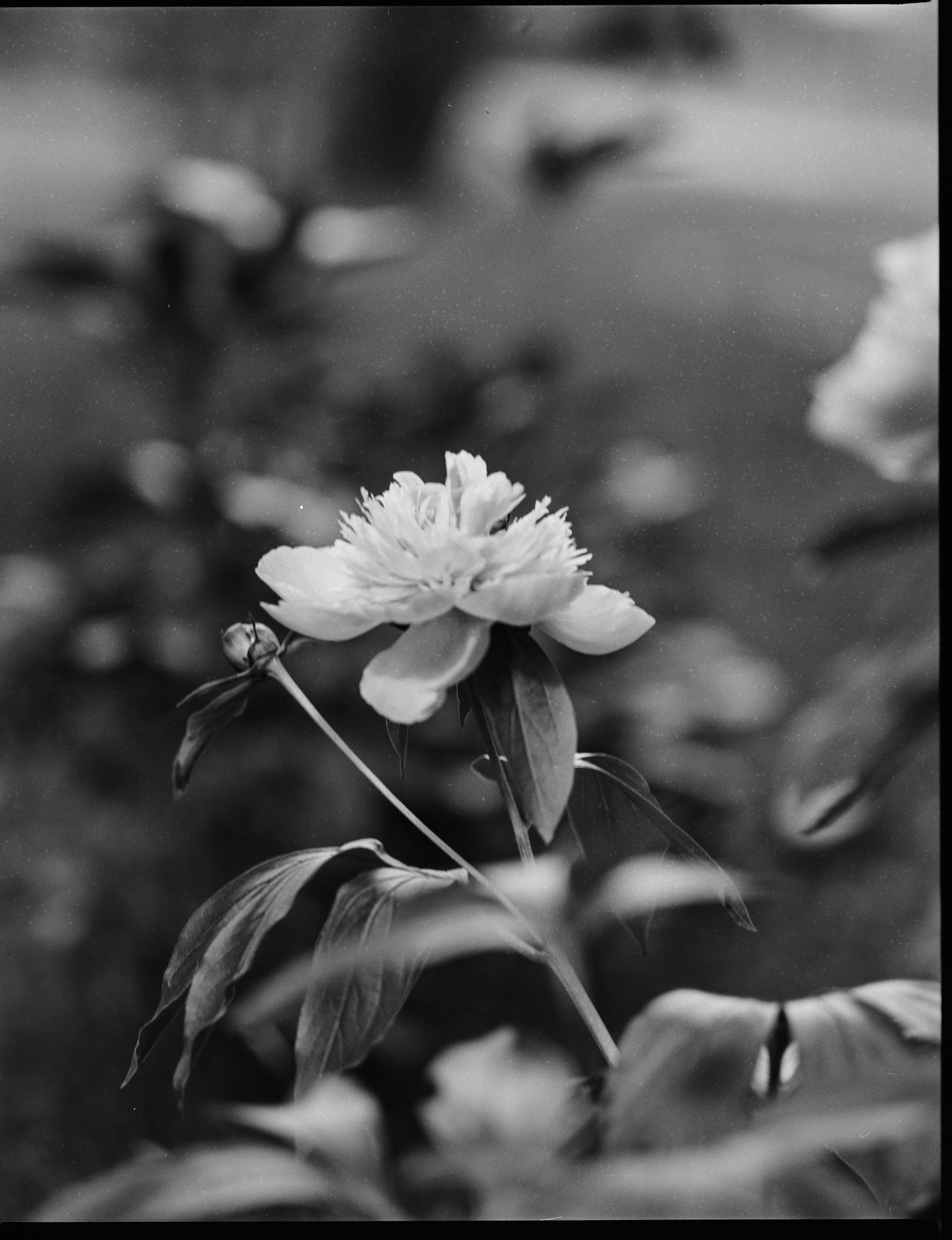 Zenza Bronica ETR — Zenzanon 150 f3.5