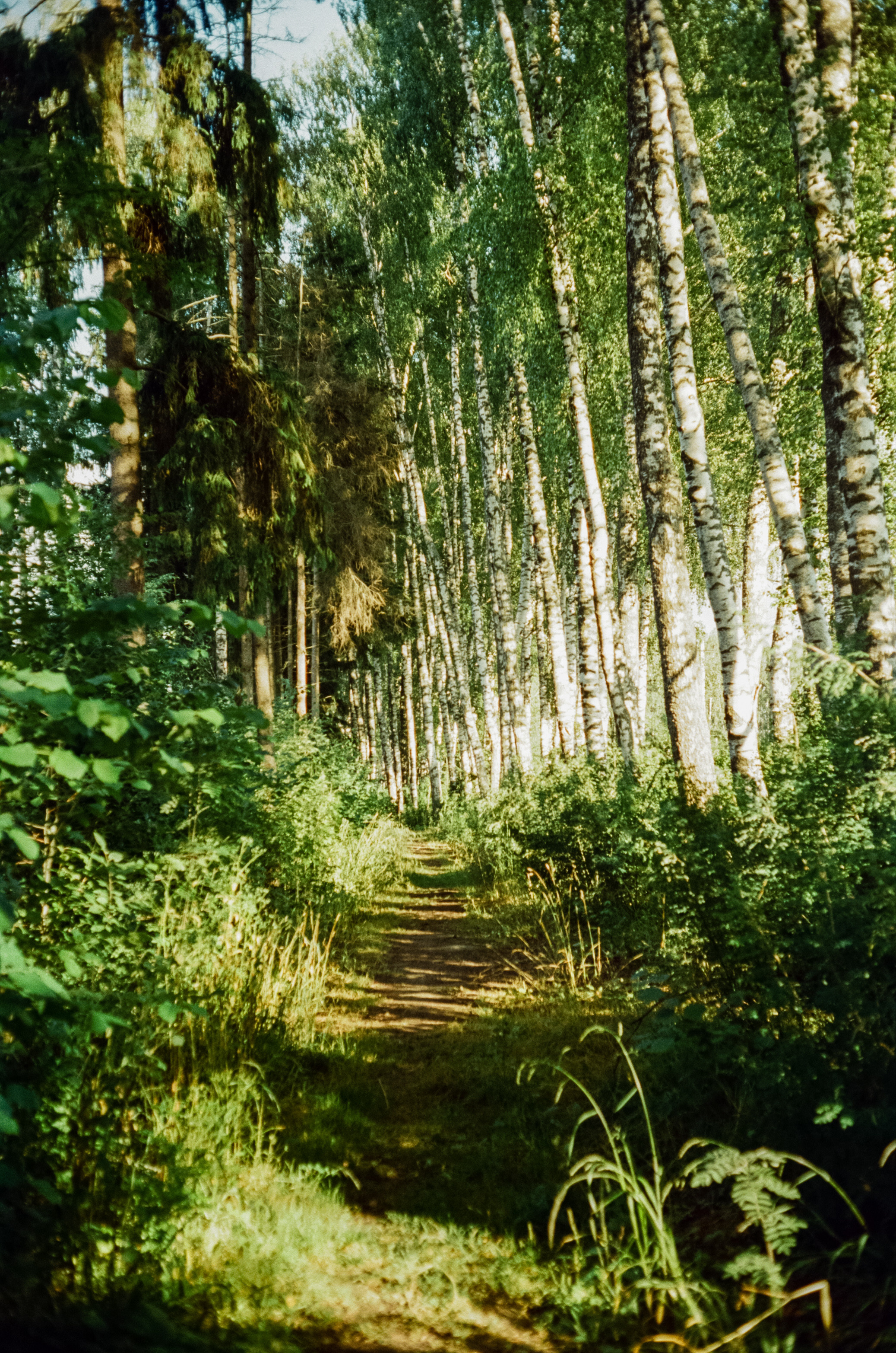 Canon Canonet QL17 G-III QL